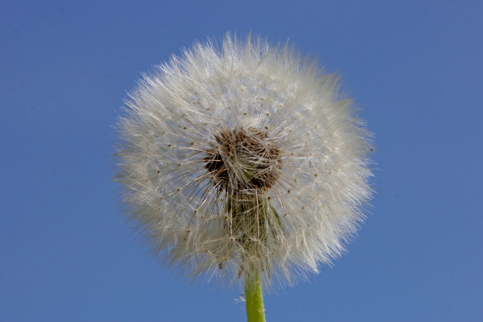 Canon EOS 60D sample photo. Dandelion, fluffy, nature photography