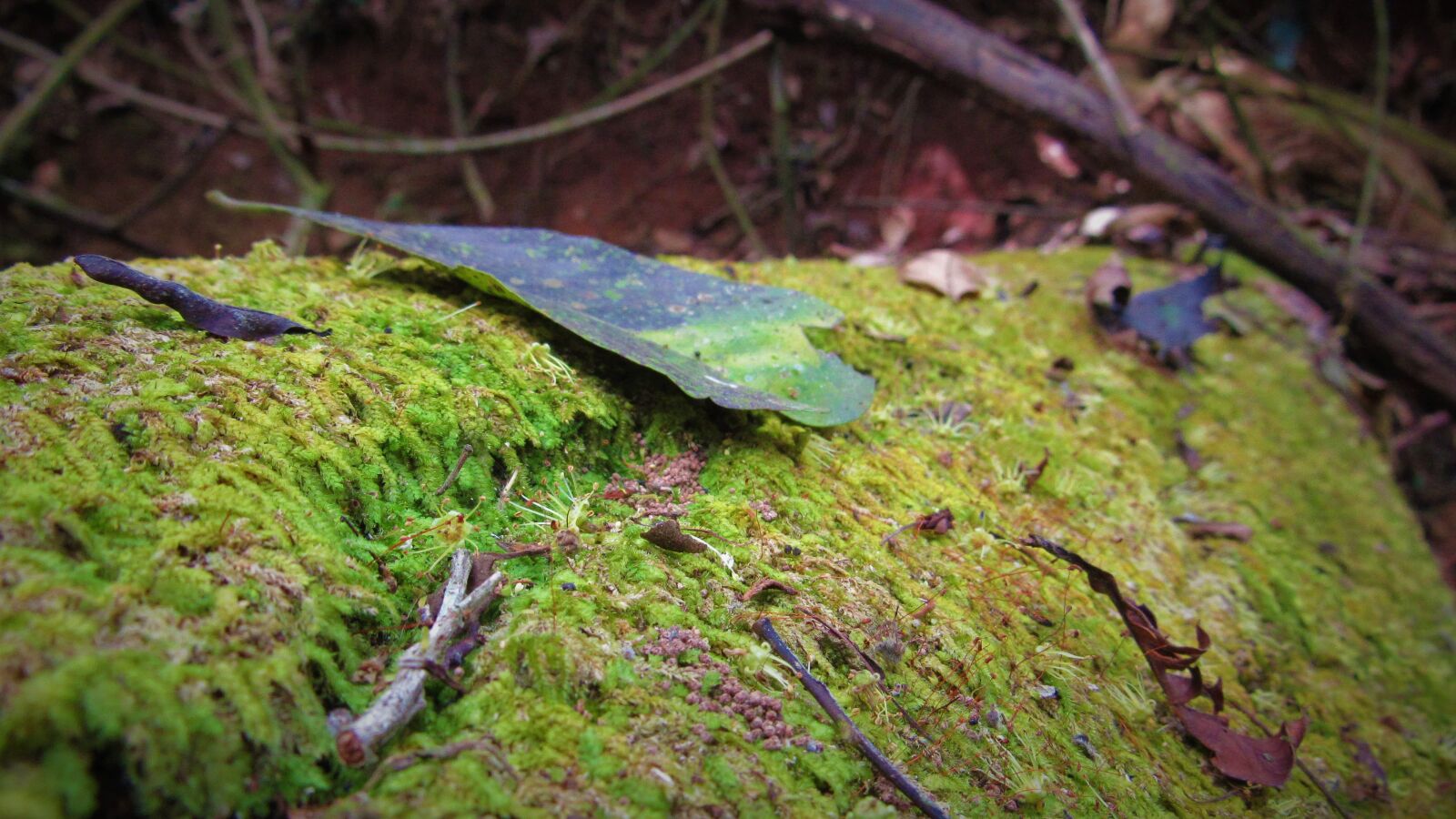 Canon PowerShot SX520 HS sample photo. Trunk, moss, green photography