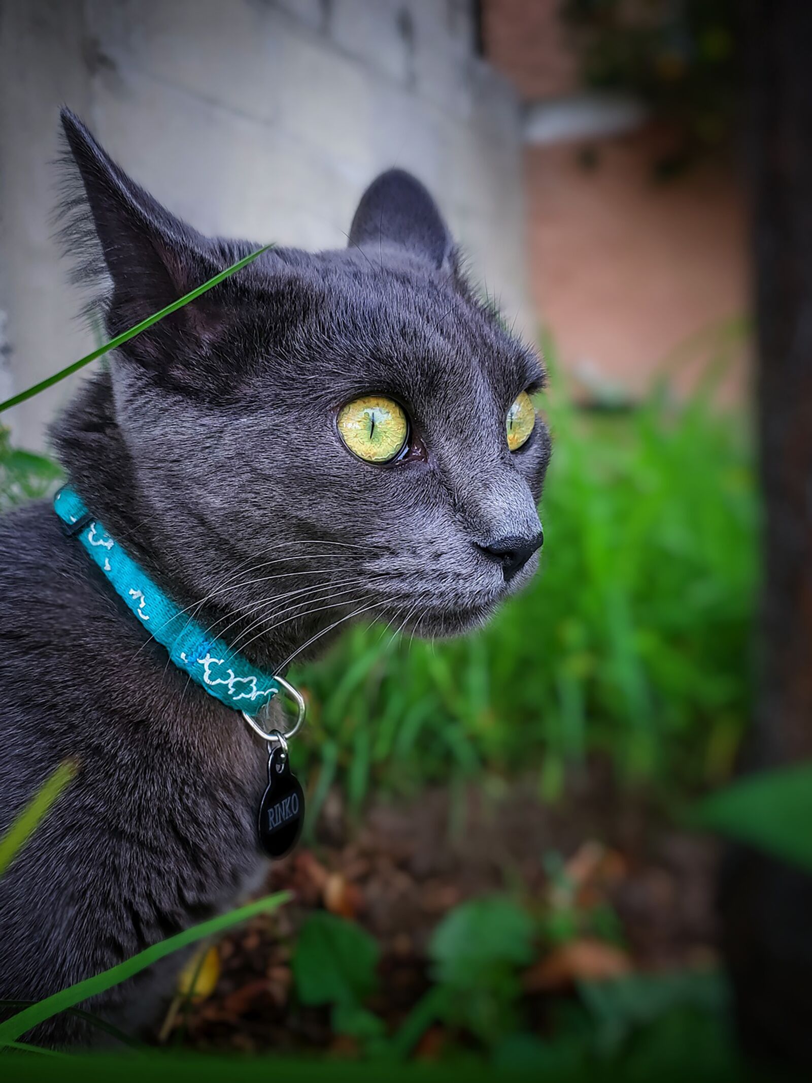 Samsung Galaxy S10+ sample photo. Cat, kitten, garden photography