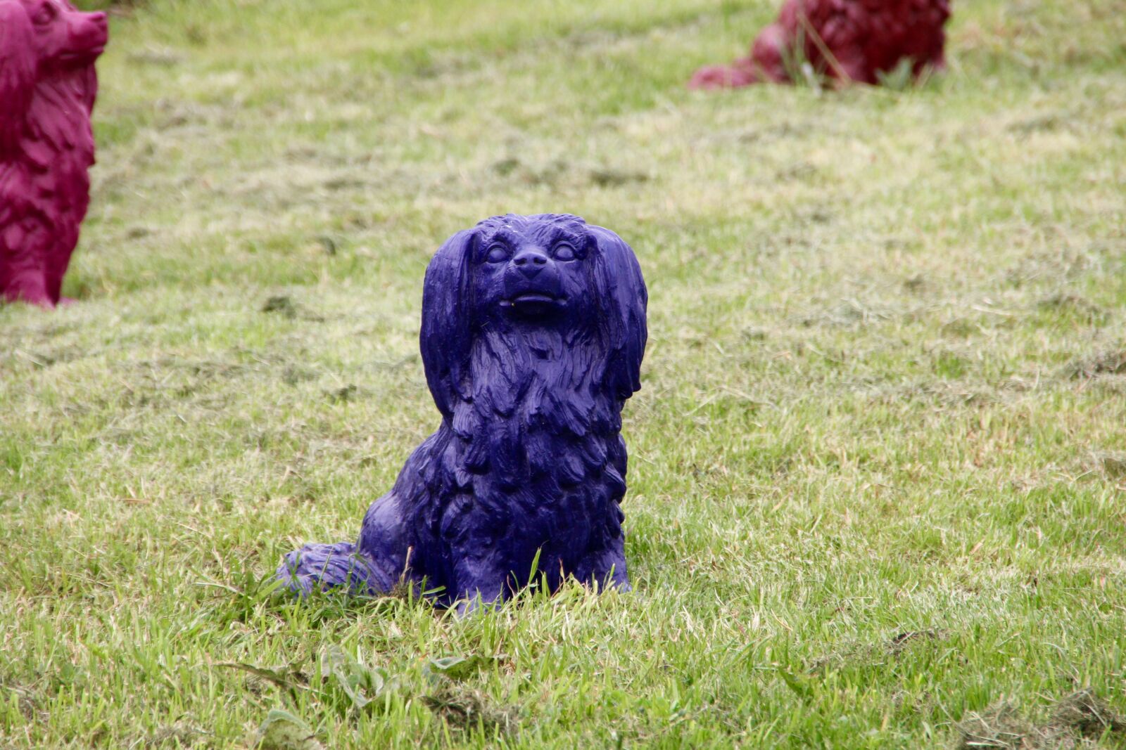 Canon EOS 60D sample photo. Dog park, dog, decoration photography