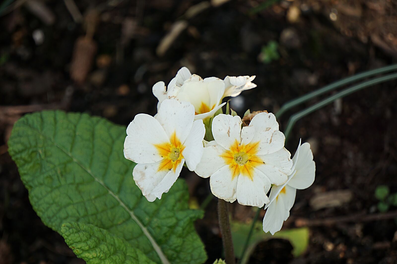 Sony a6000 sample photo. Primrose, flower, spring photography
