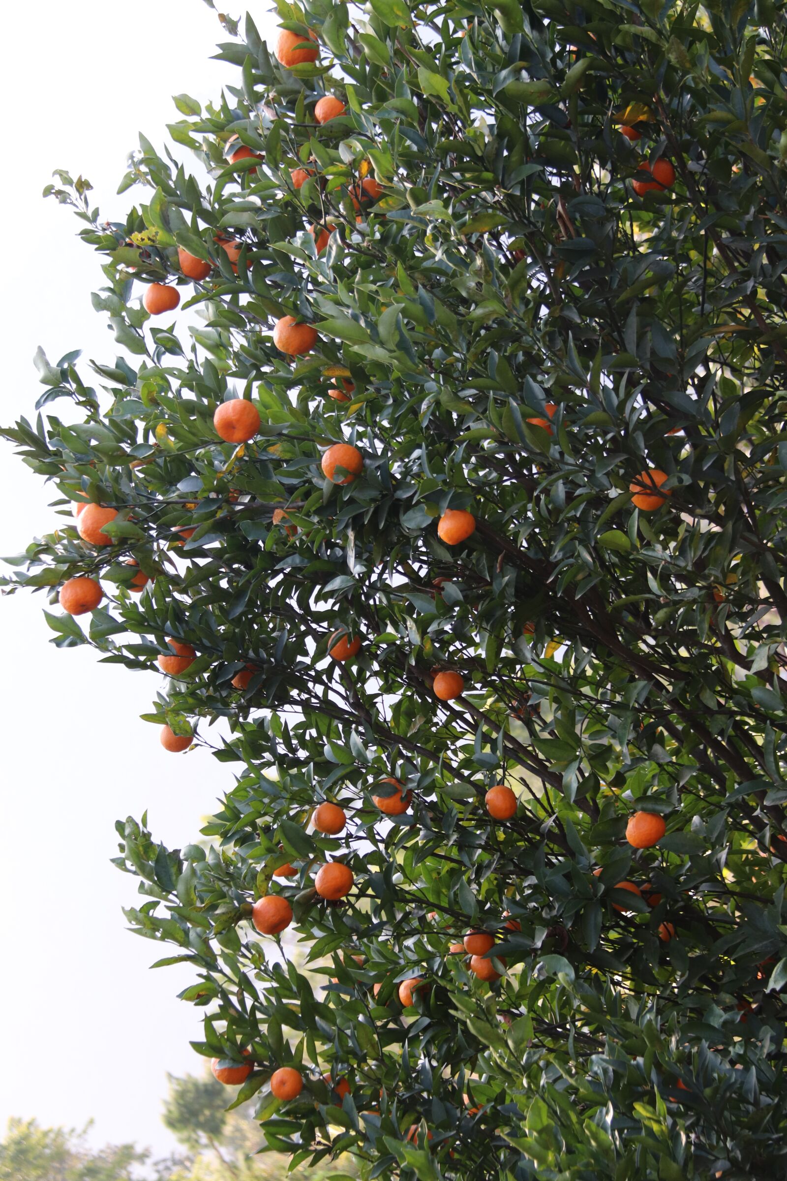 Canon EOS 800D (EOS Rebel T7i / EOS Kiss X9i) + Canon EF-S 18-200mm F3.5-5.6 IS sample photo. Orange, orange plant, fruits photography