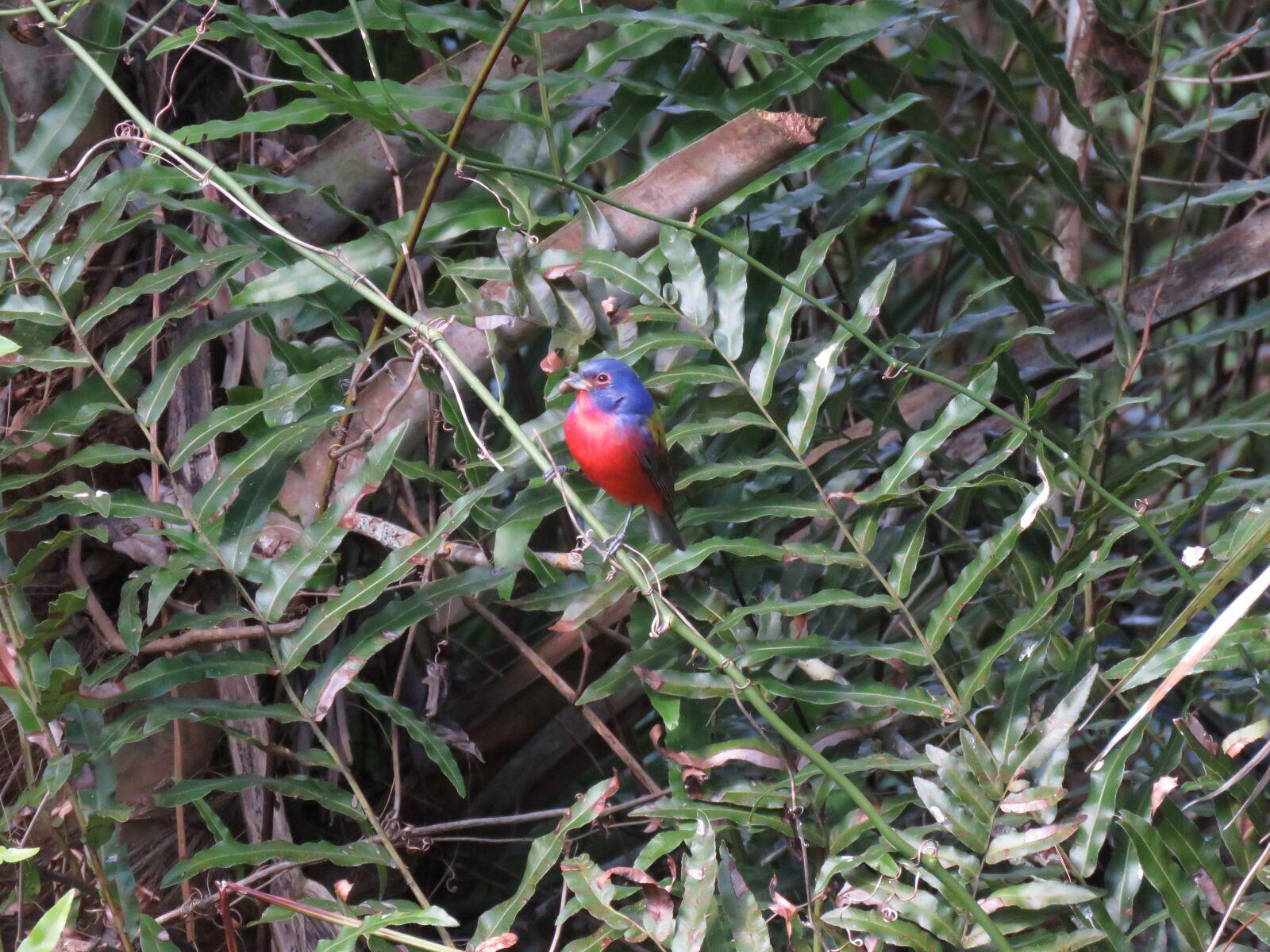 Canon PowerShot SX60 HS sample photo. Colorful painted bunting, birds photography