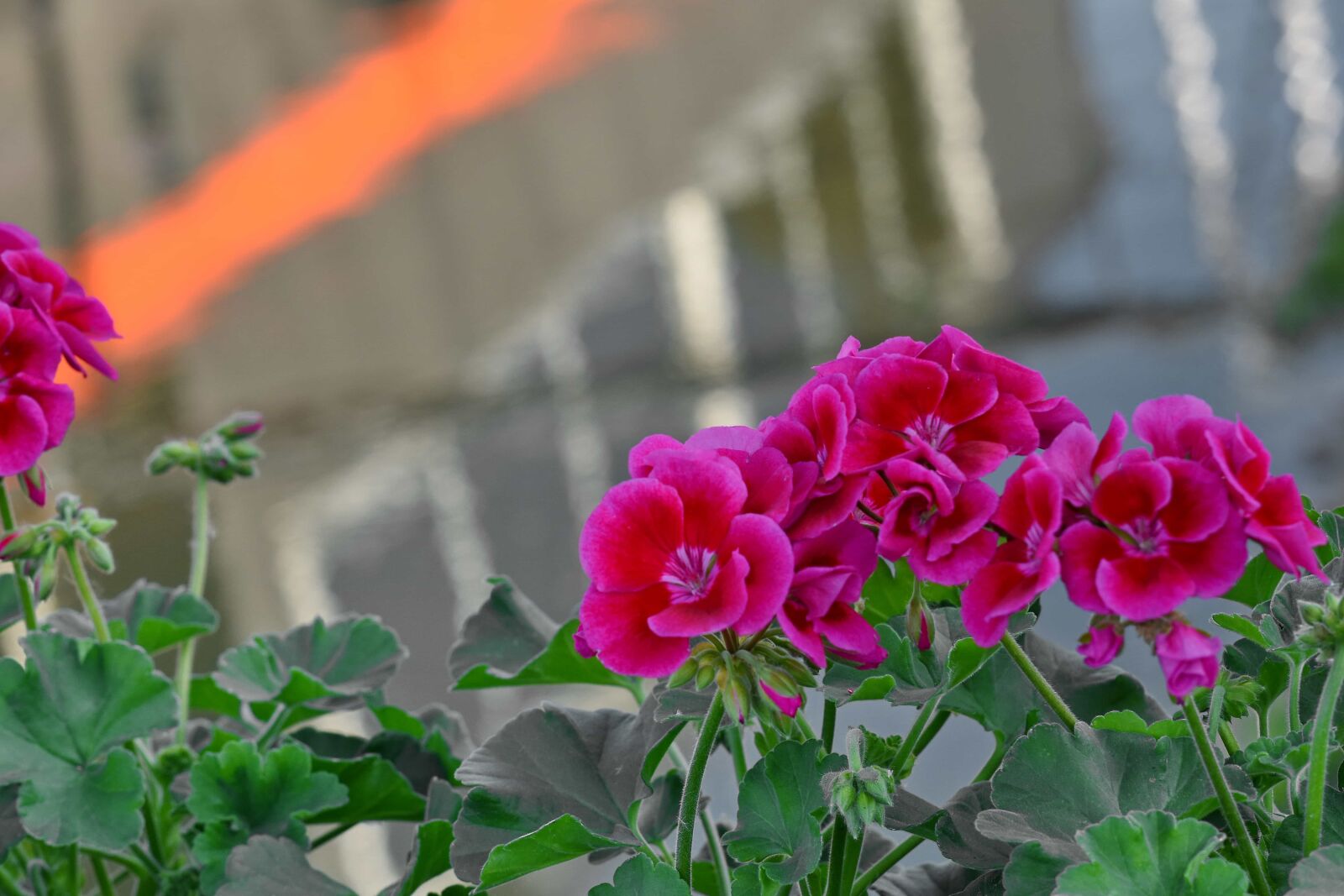 Nikon D5500 sample photo. Pink, plant, flower, geranium photography