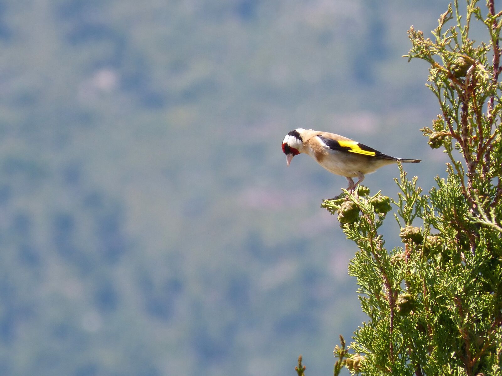 Panasonic DMC-FZ62 sample photo. Goldfinch, singing, trill photography
