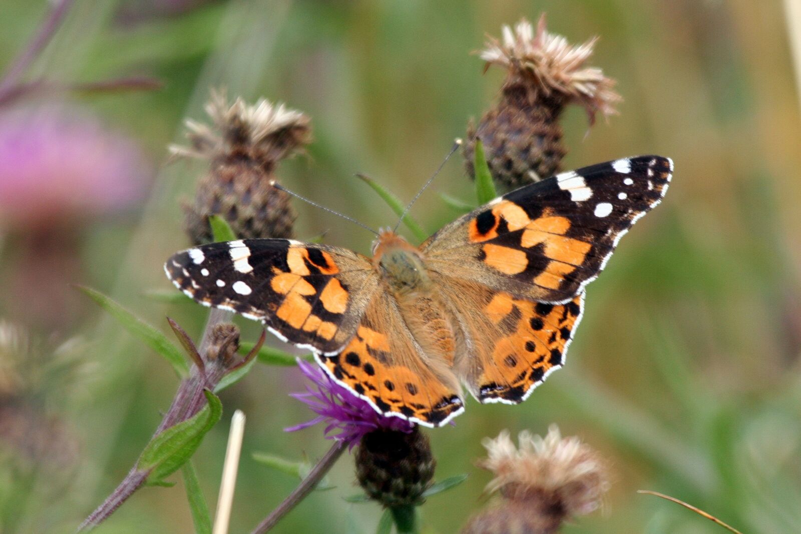 Canon EOS 350D (EOS Digital Rebel XT / EOS Kiss Digital N) sample photo. Painted-lady, butterfly, insect photography