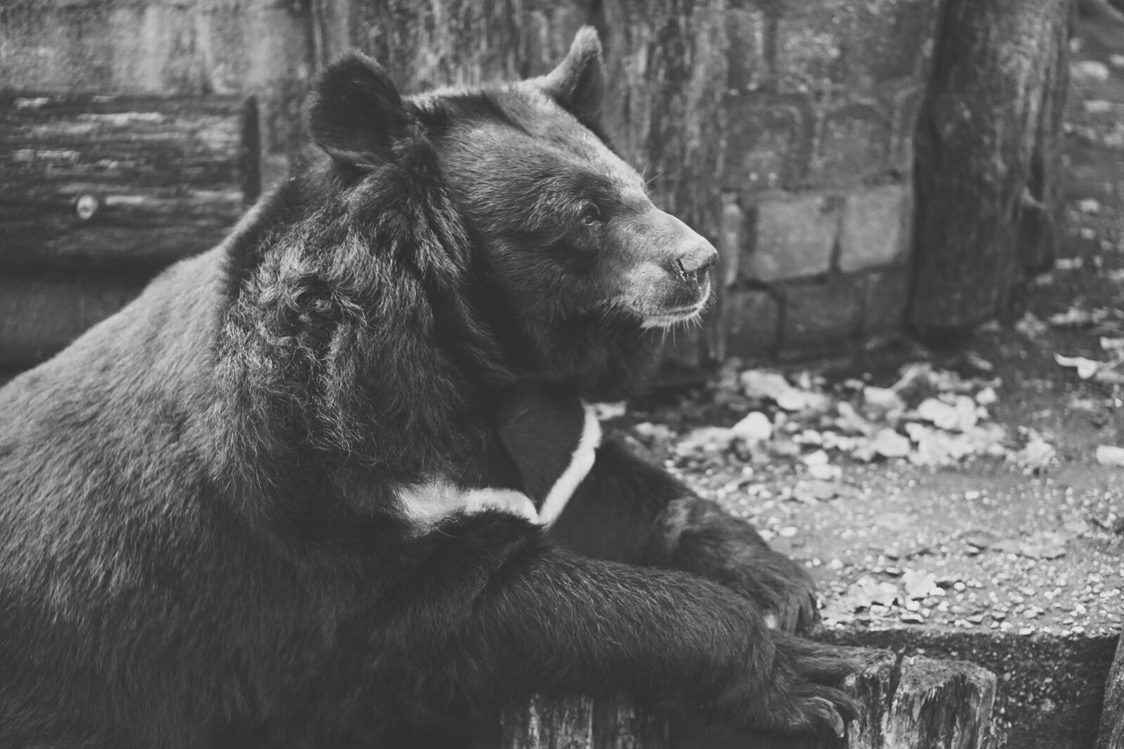 E 50mm F1.8 OSS sample photo. Bear, captivity, black and photography