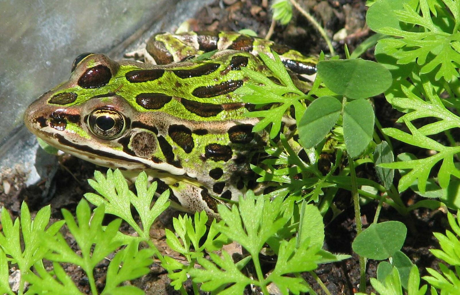 Canon POWERSHOT S5 IS sample photo. Northern leopard frog, lithobates photography