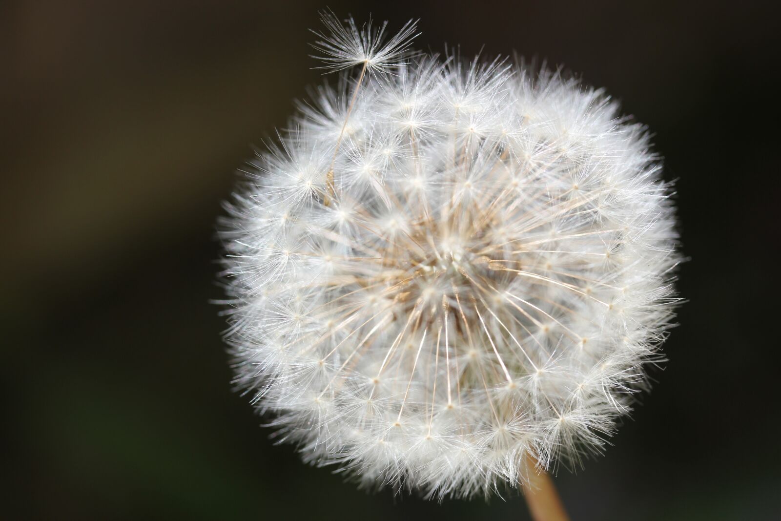 Canon EOS 550D (EOS Rebel T2i / EOS Kiss X4) sample photo. Dandelion, leaving, home photography