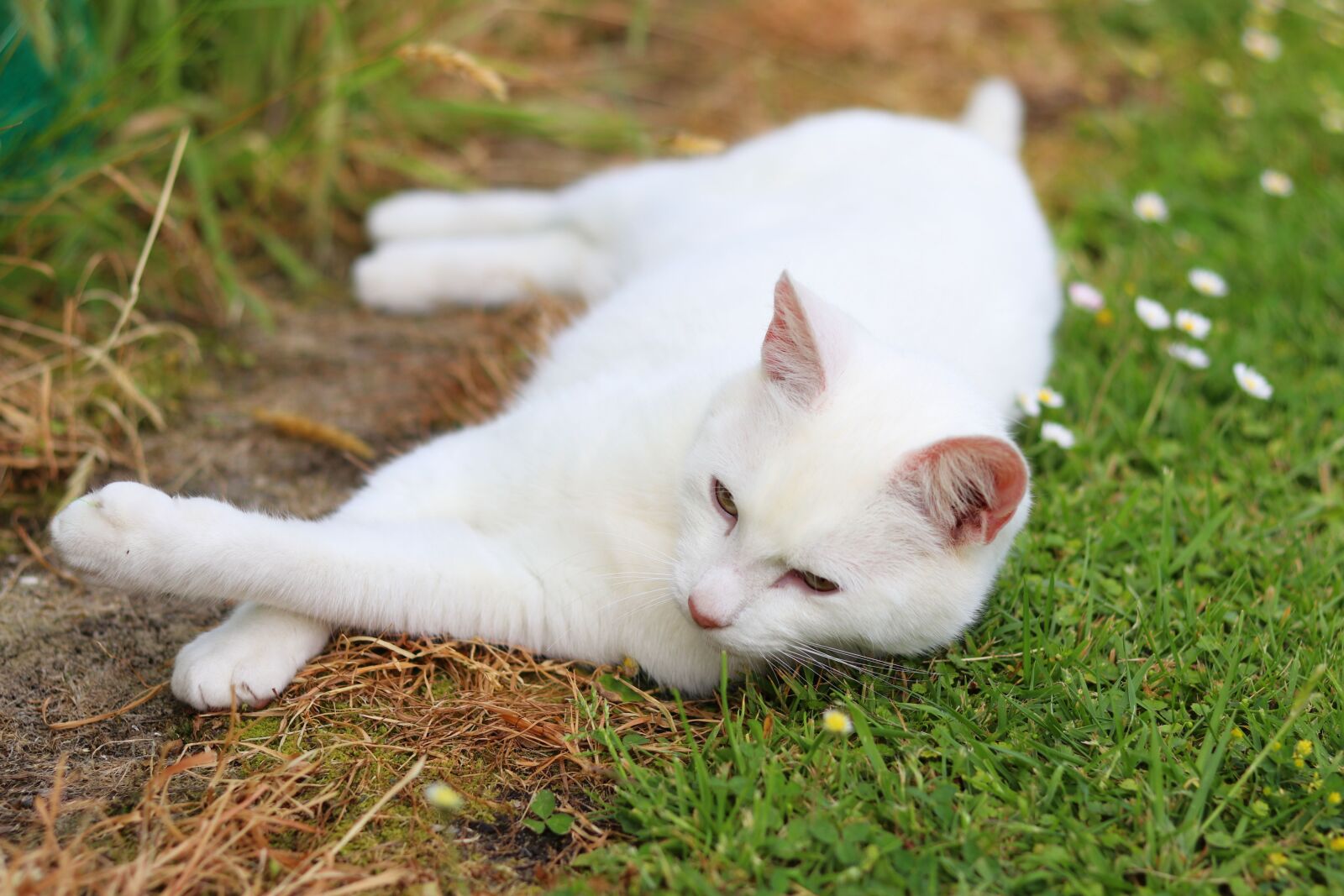 Canon EOS 80D + Canon EF 50mm F1.8 STM sample photo. Cute, cat, pet photography