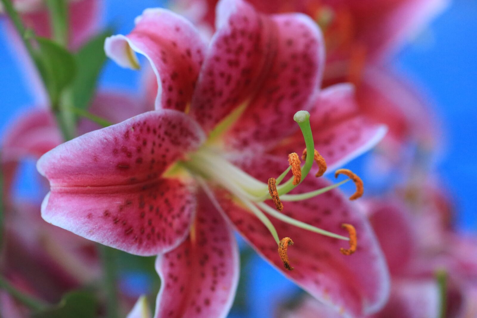 Canon EF 100mm F2.8L Macro IS USM sample photo. Stargazer, lily, nature photography