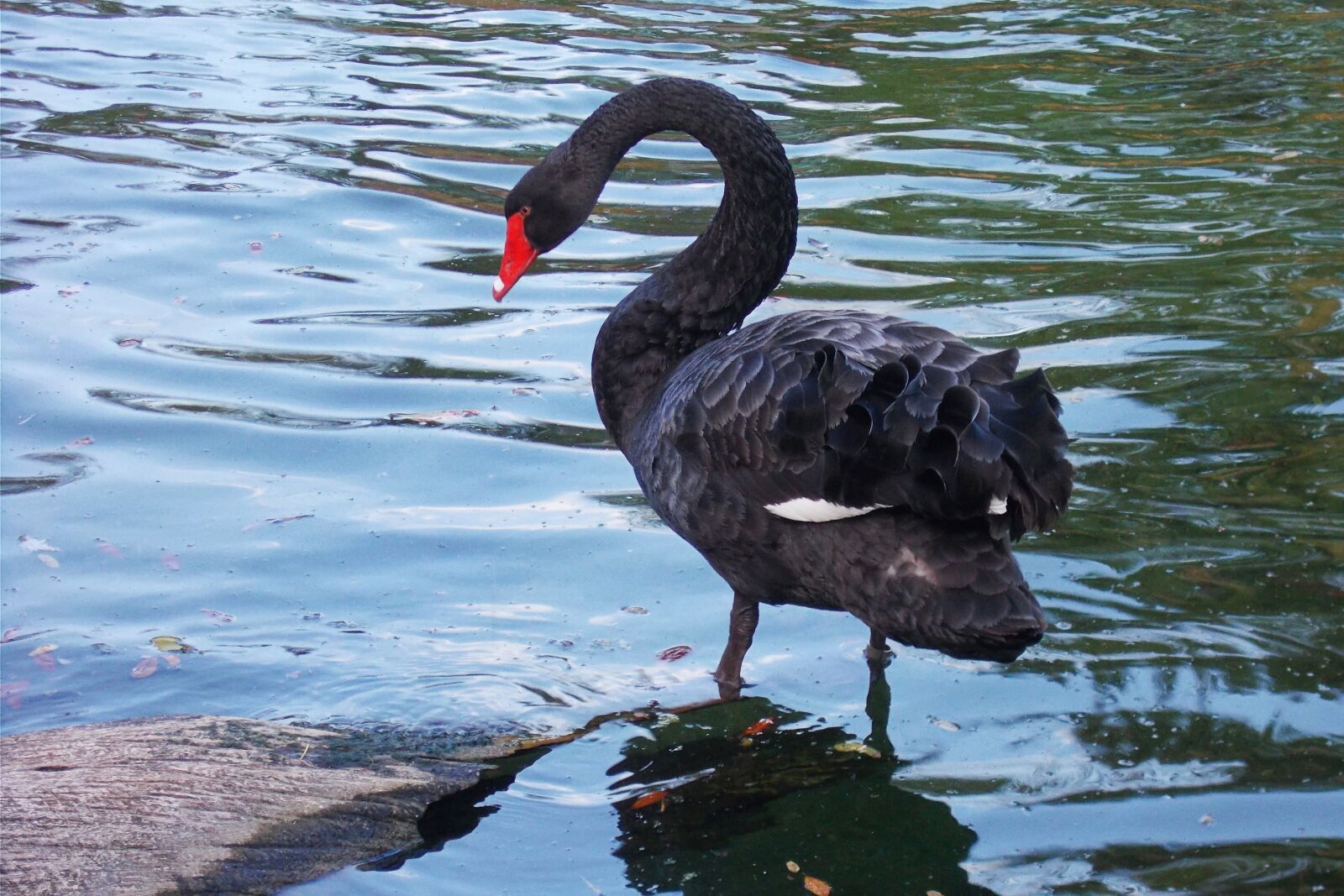 Nikon Coolpix A10 sample photo. Black, swan, pond photography