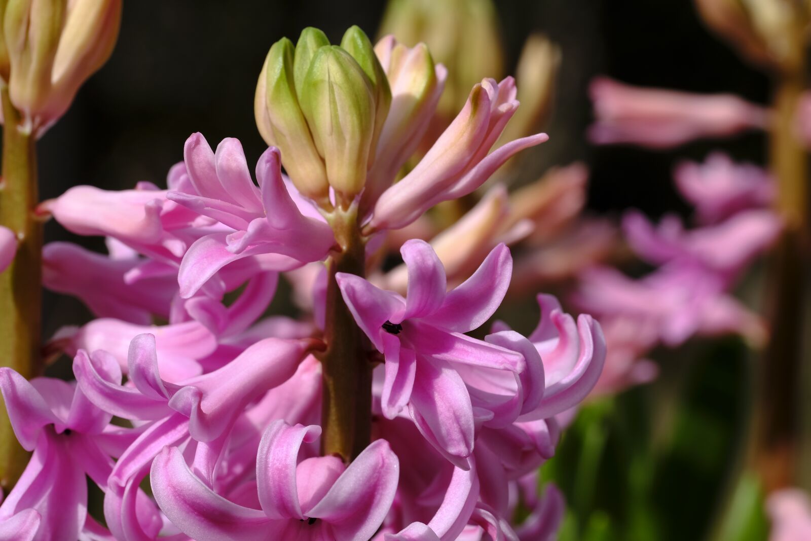 Fujifilm X-T2 + Fujifilm XF 80mm F2.8 R LM OIS WR Macro sample photo. Hyacinth, hyacinthus, spring photography