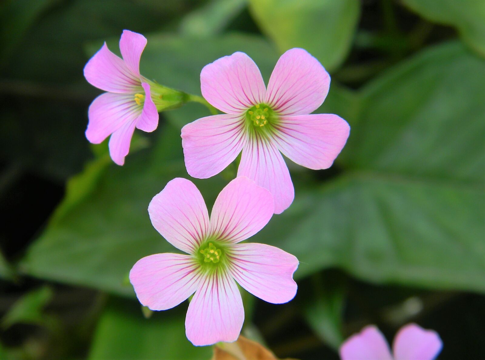 Nikon Coolpix L110 sample photo. Flower, pink, pink flowers photography