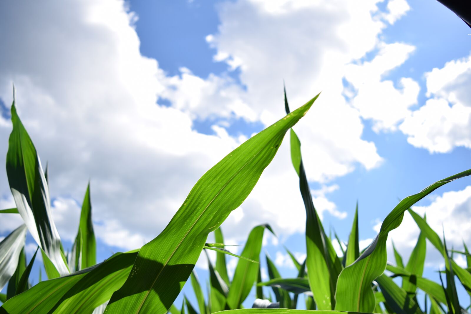 Nikon D3300 sample photo. Corn, field corn, agriculture photography