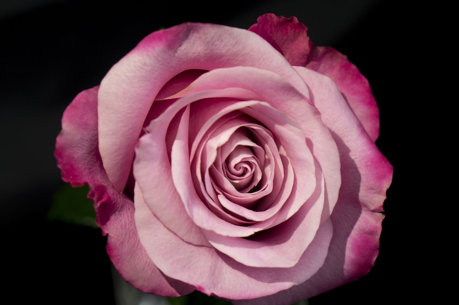Sony Alpha NEX-F3 + Sony E 18-55mm F3.5-5.6 OSS sample photo. Natural, emotion, roses photography