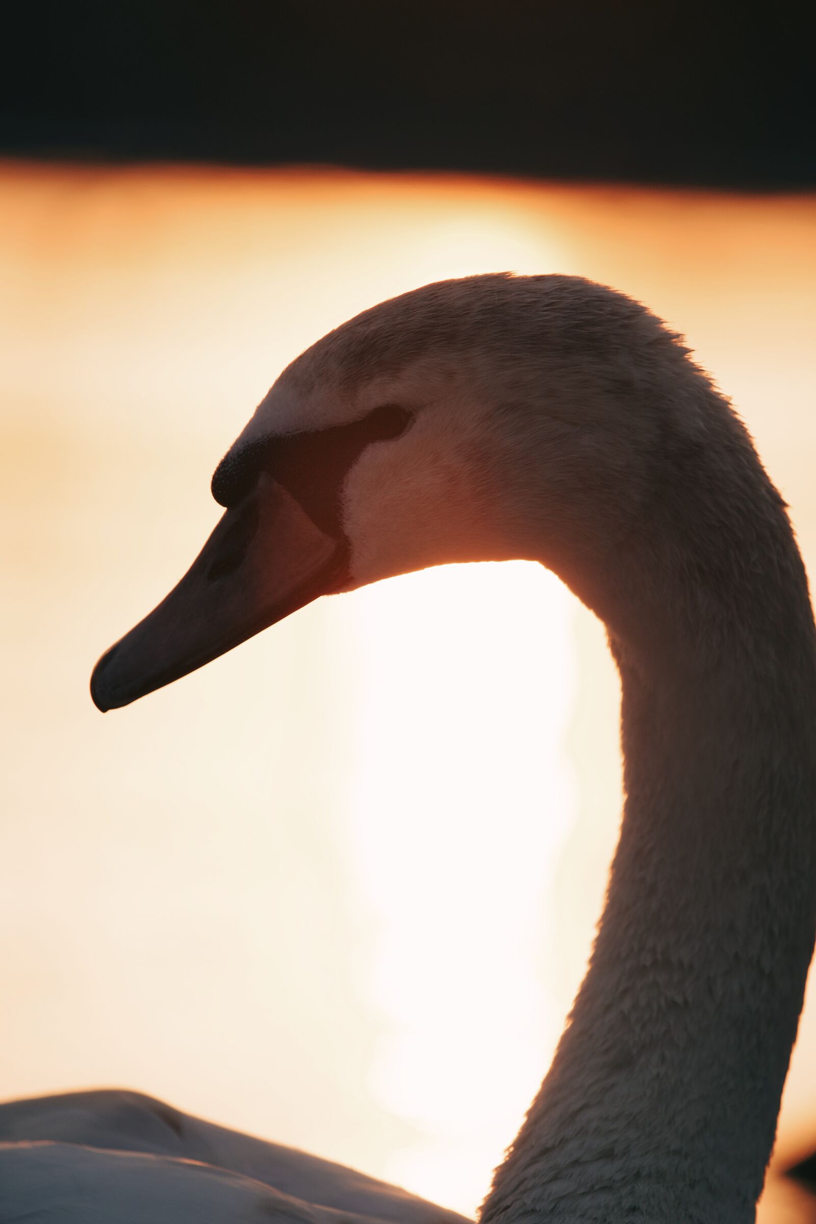 Canon EF 70-200mm F4L USM sample photo. Swan, bird, animal photography
