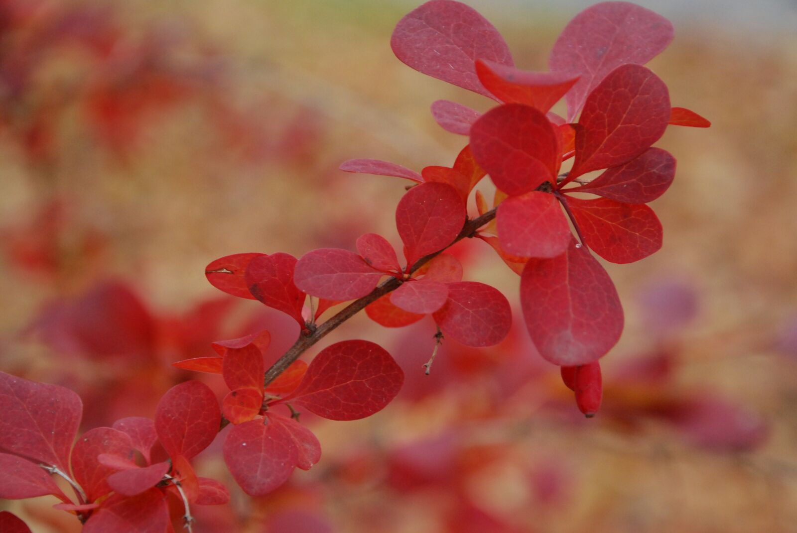 Nikon D80 sample photo. Leaf, red, autumn photography