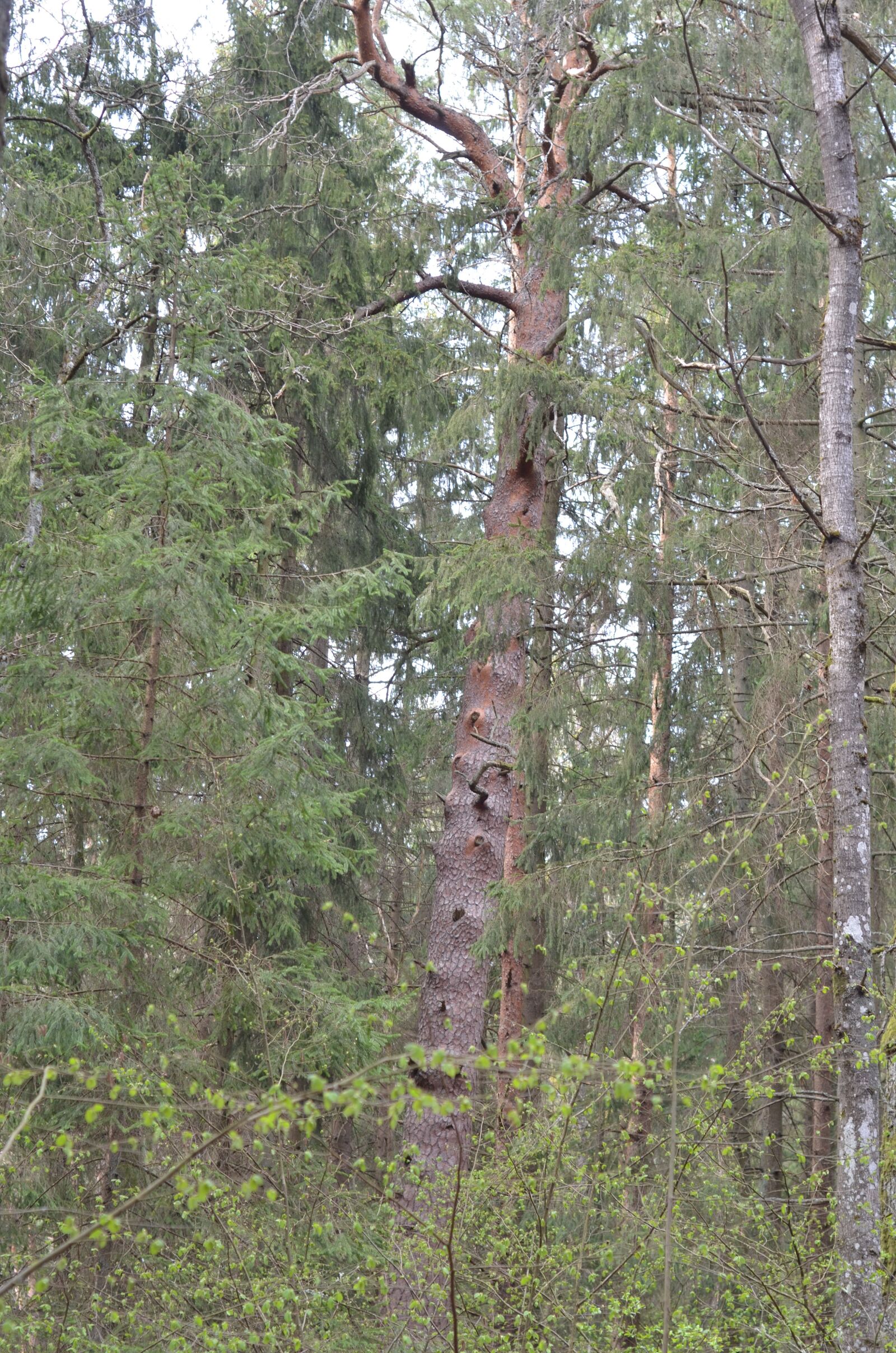 Nikon D7000 sample photo. Lake, forest, lithuania photography