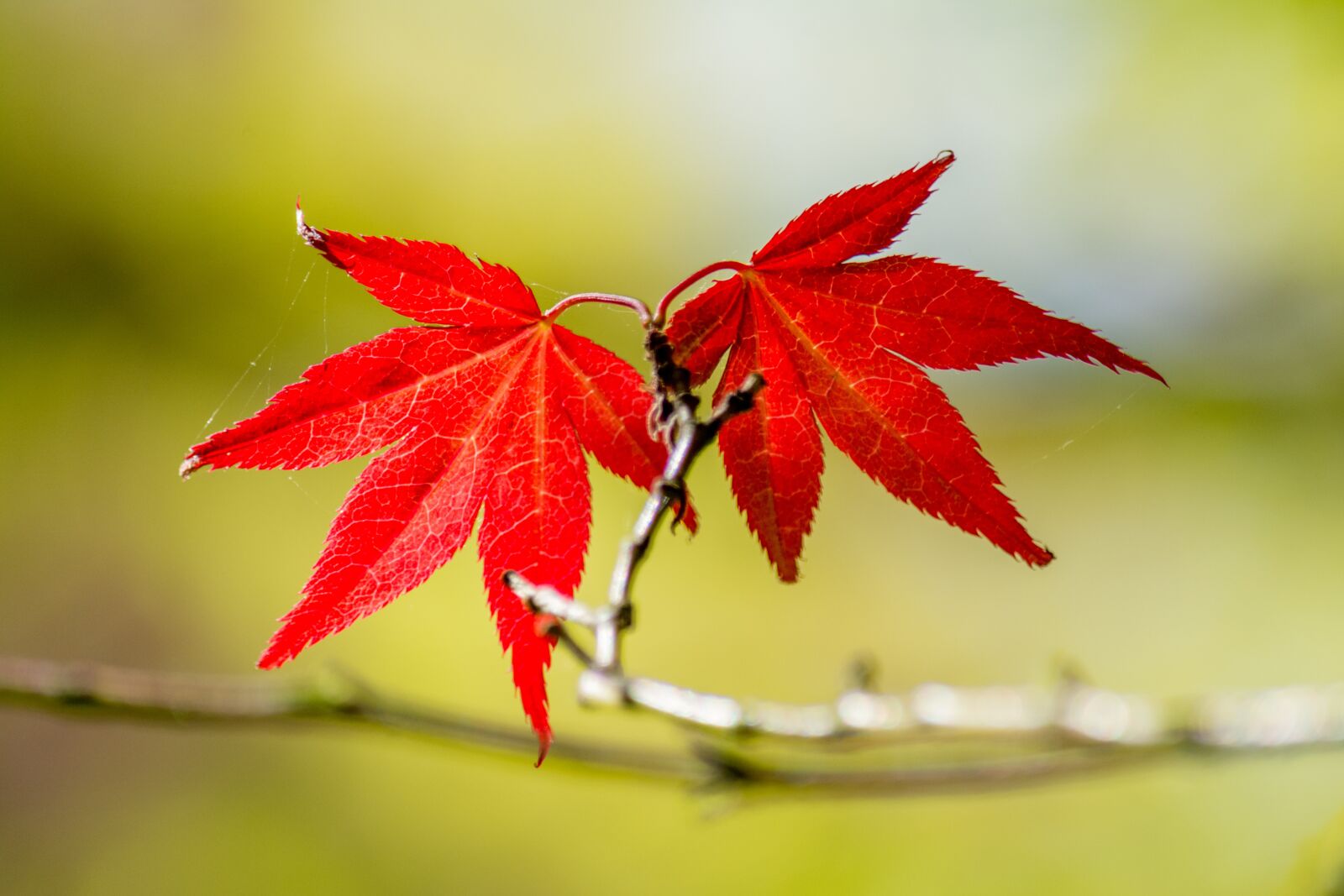 Nikon D7100 sample photo. Red, leaves, twins photography