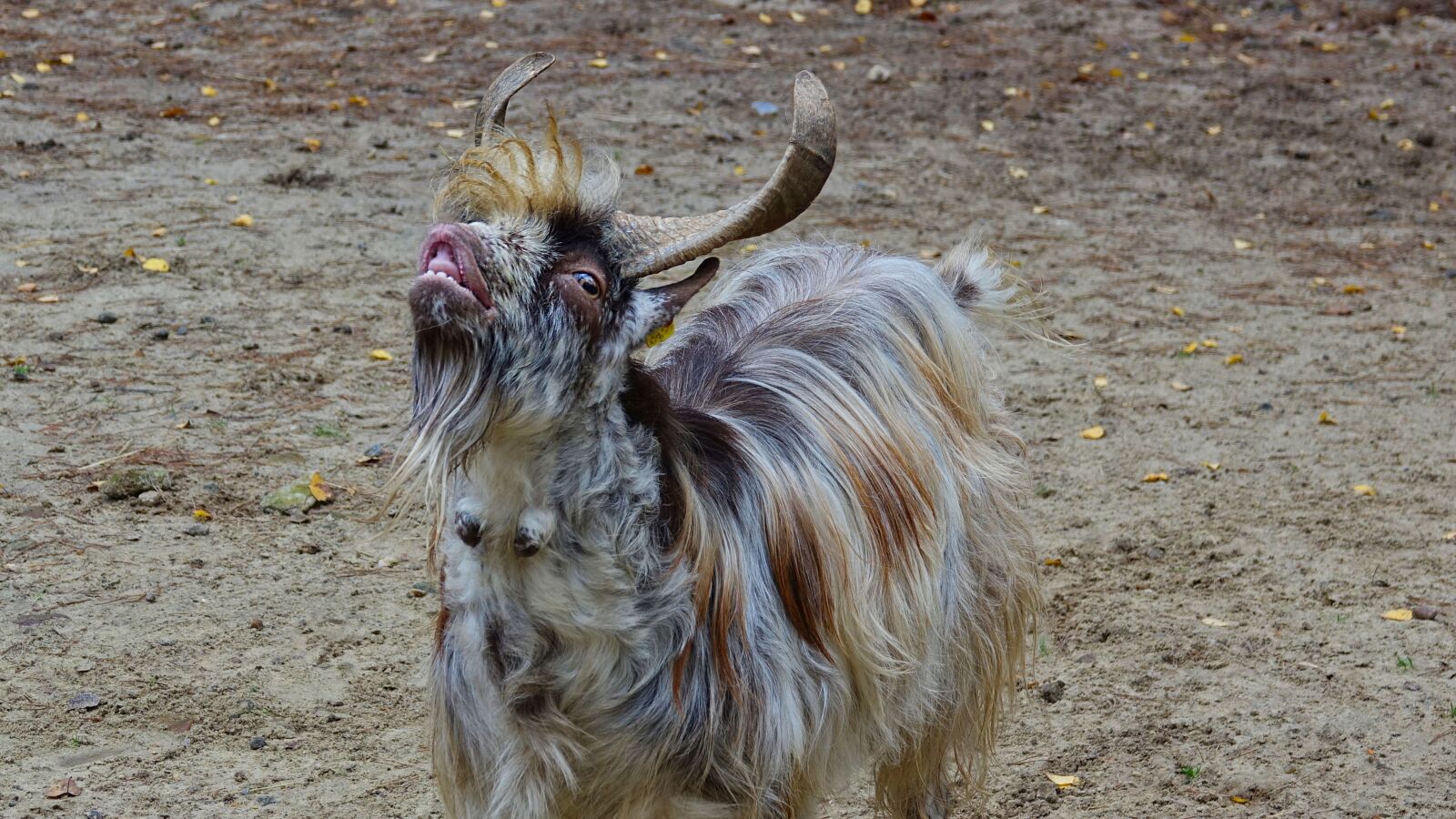 Sony Cyber-shot DSC-RX10 III sample photo. Goat, wildlife park, animal photography