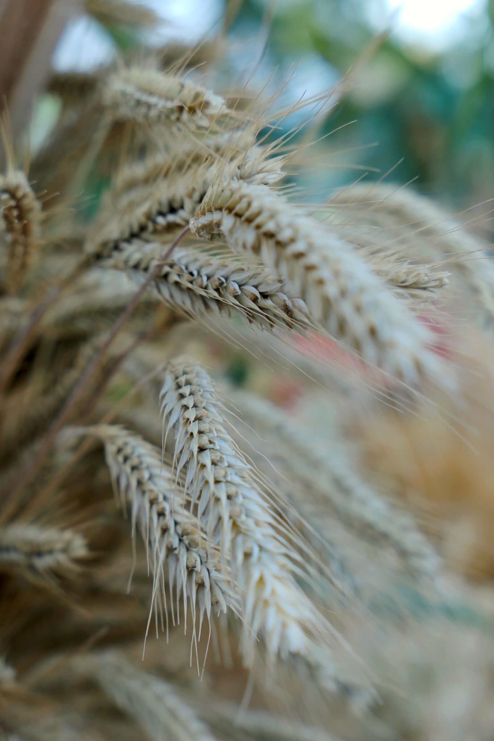 Panasonic Lumix DMC-LX10 (Lumix DMC-LX15) sample photo. Cereals, bread, wheat photography