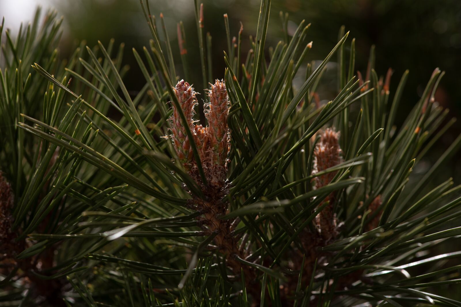 Nikon D750 sample photo. Conifer, needles, nature photography