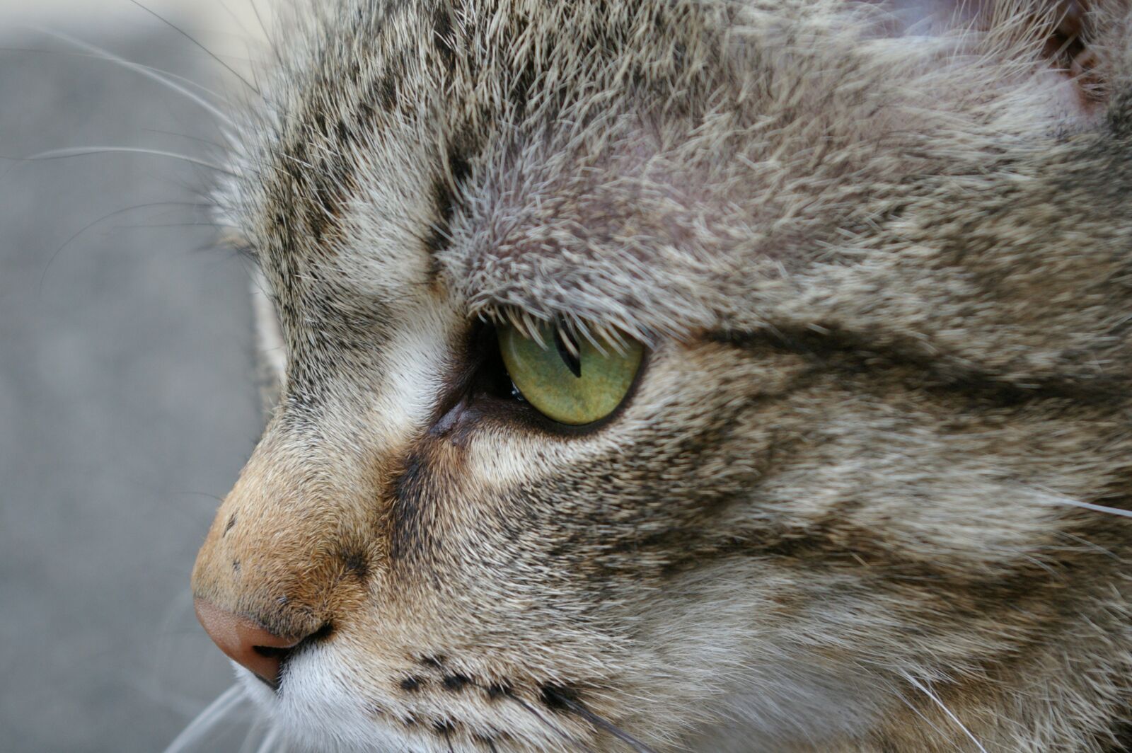 Pentax K100D sample photo. Cat, whiskers, eye photography