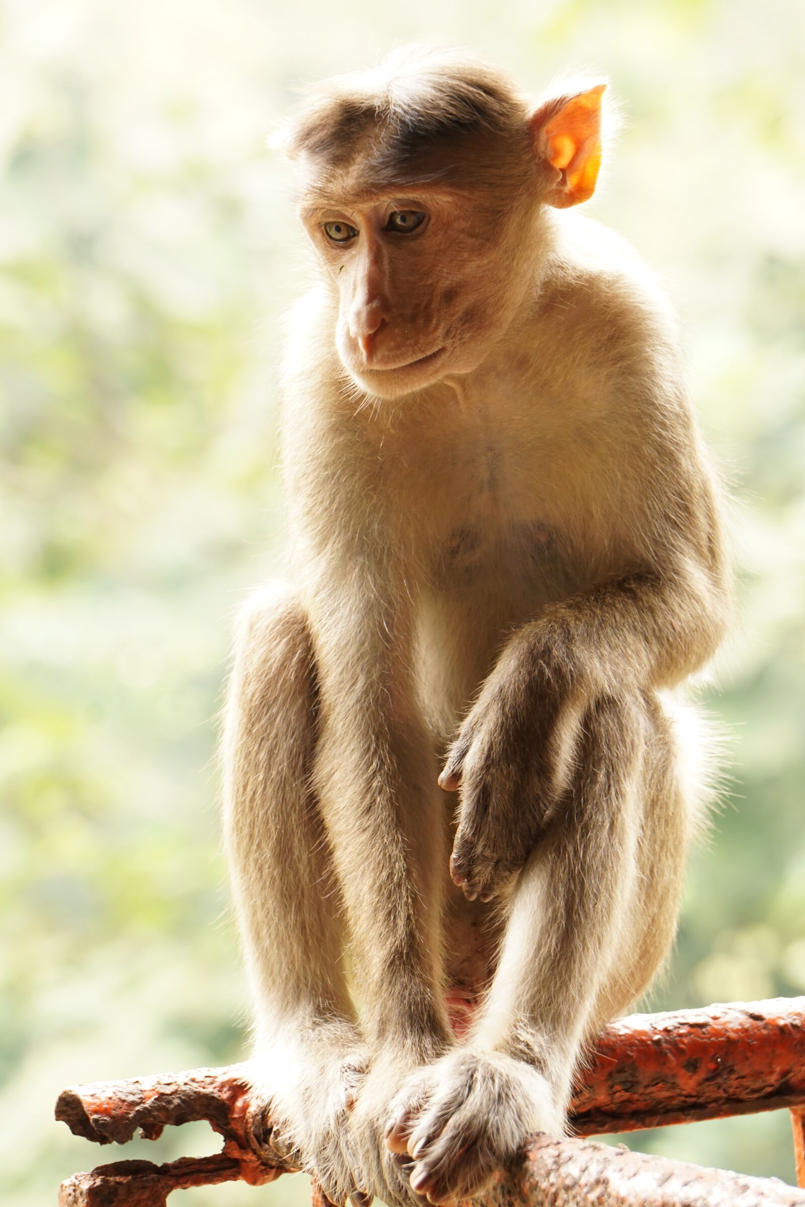 Sony a6000 + Sony E 55-210mm F4.5-6.3 OSS sample photo. Animal, ape, features, monkey photography