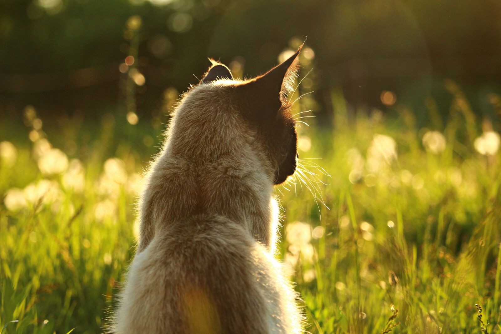 Canon EOS 100D (EOS Rebel SL1 / EOS Kiss X7) sample photo. Cat, siamese cat, siamese photography