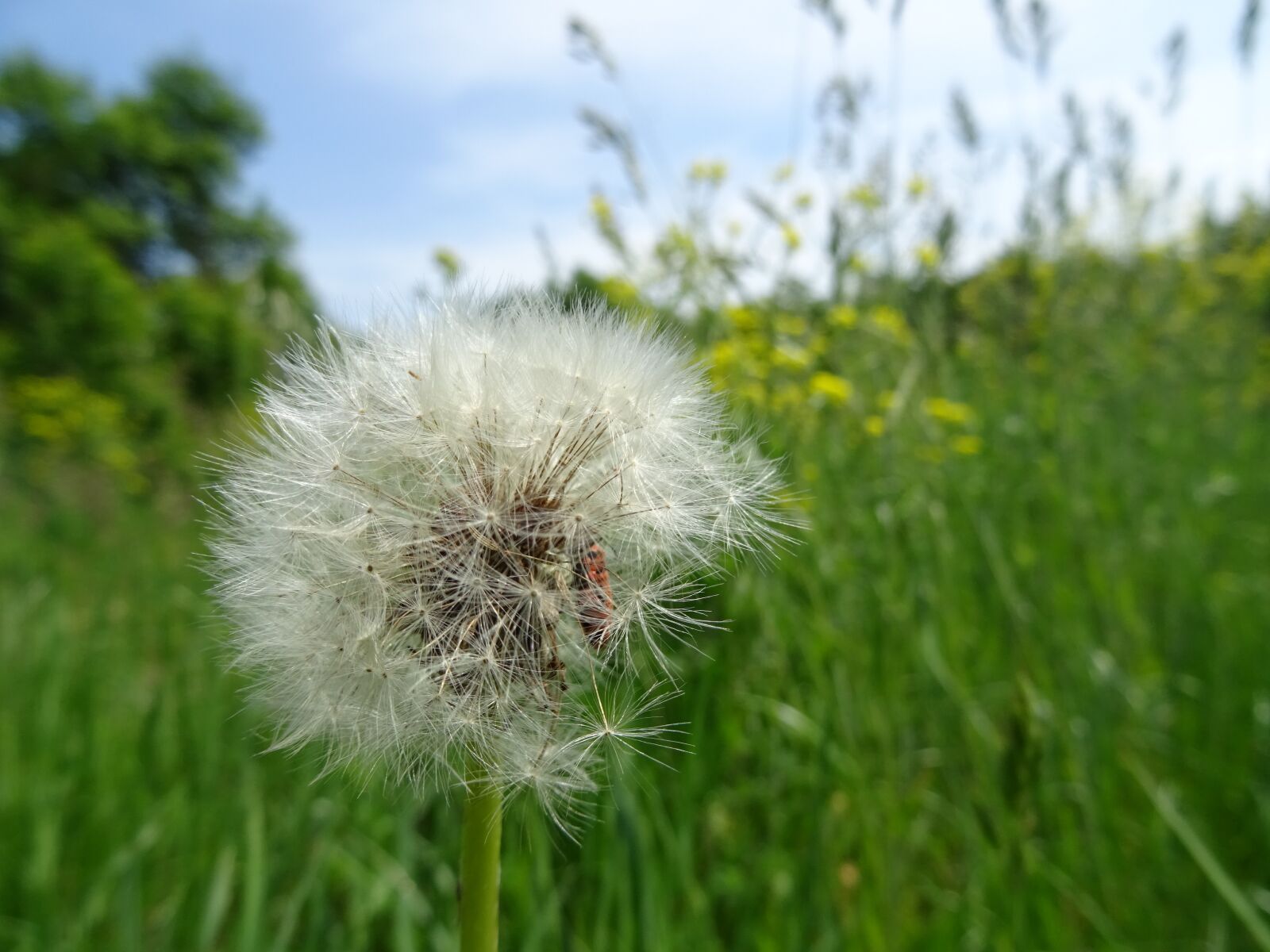 Sony DSC-HX60 sample photo. Spring, meadow, dandelions photography