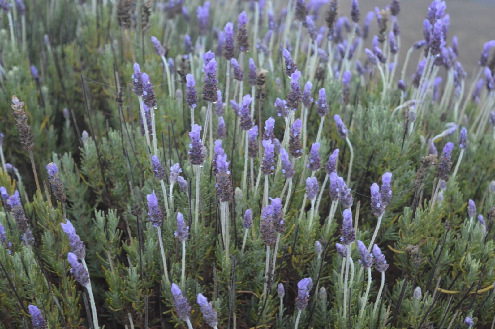 Nikon D3200 sample photo. Lavender, nature, purple photography