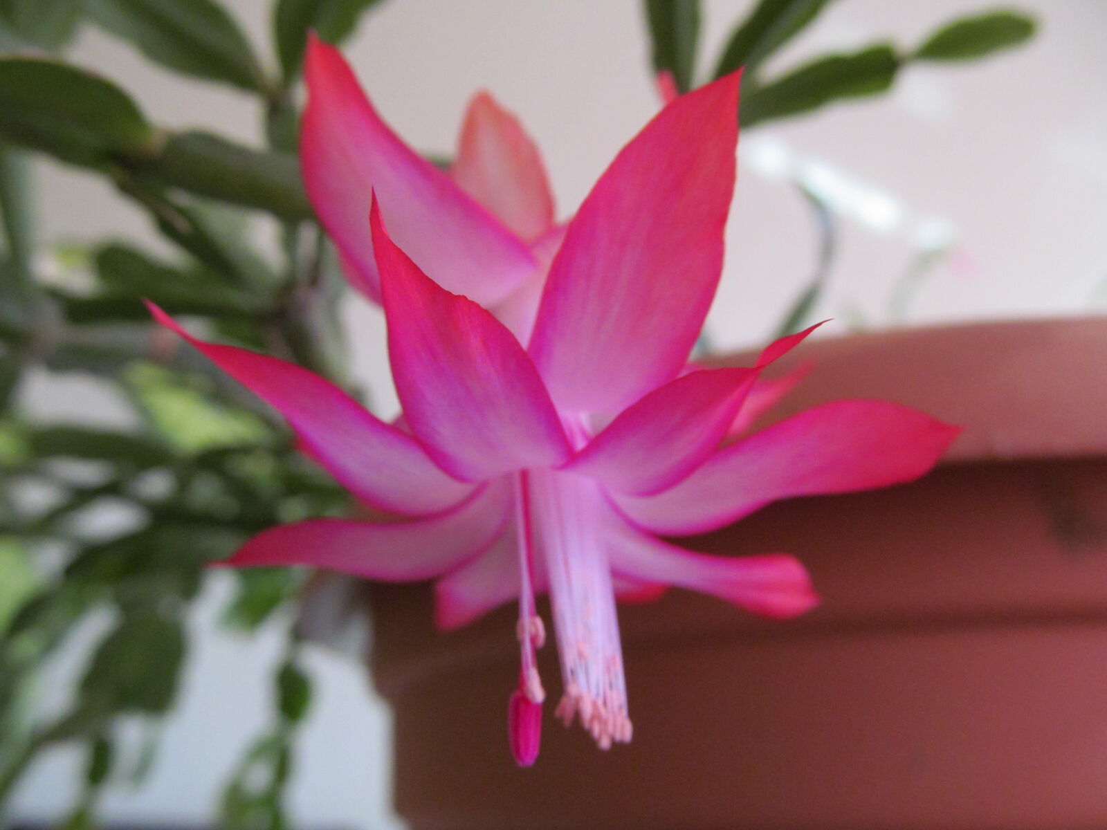 Canon PowerShot SX150 IS sample photo. Flower, macro, nature photography