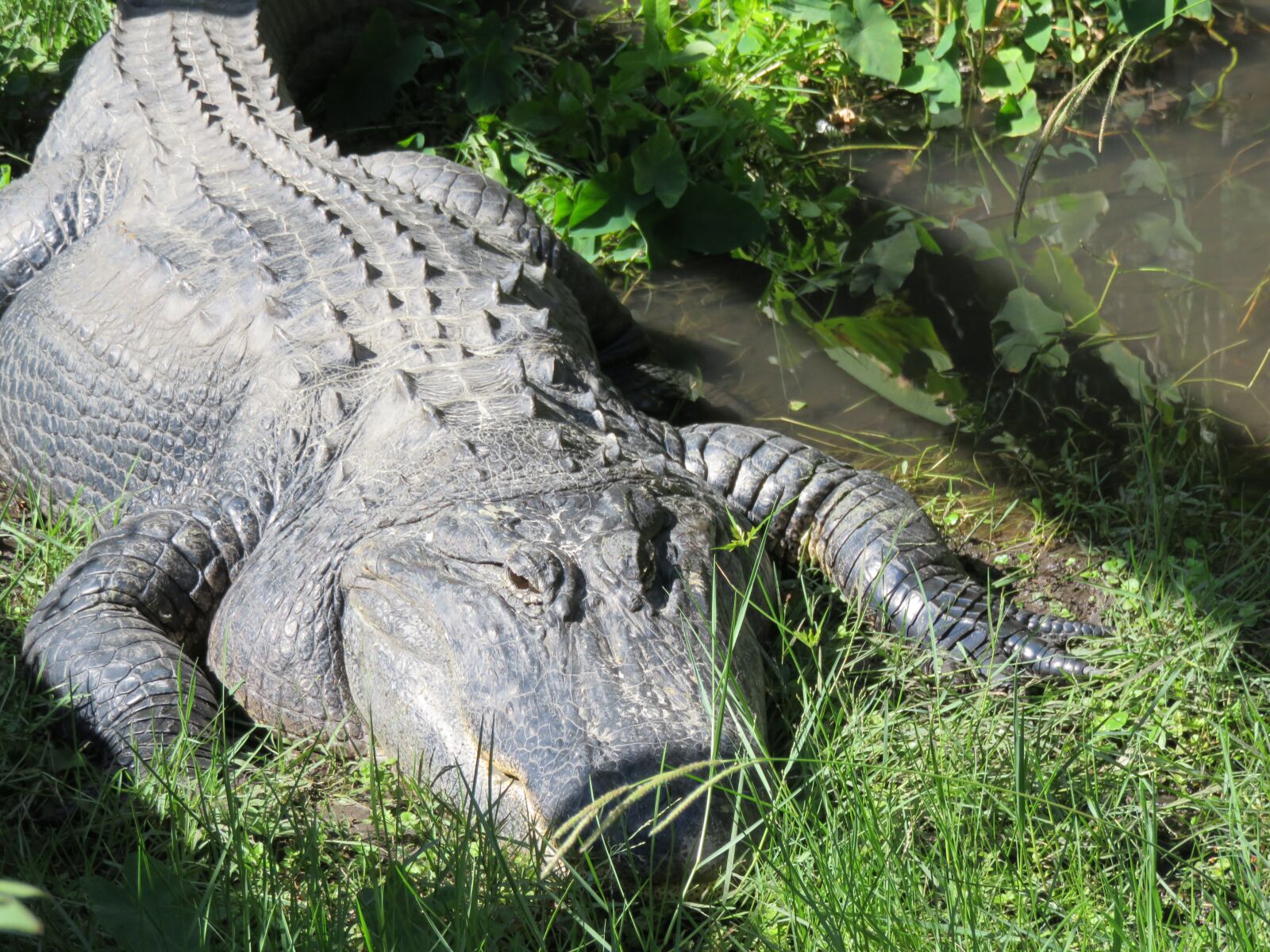 Canon PowerShot SX710 HS sample photo. Sanford, florida, gator photography