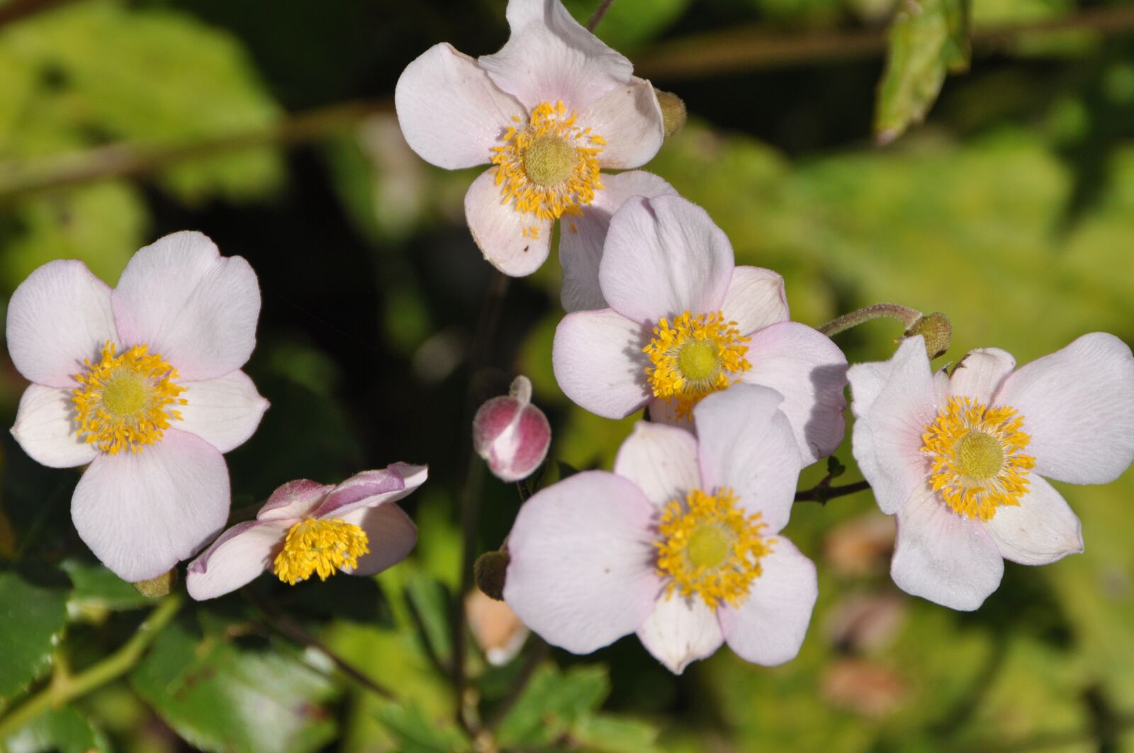 Nikon D5000 sample photo. Fall anemone, white, flower photography