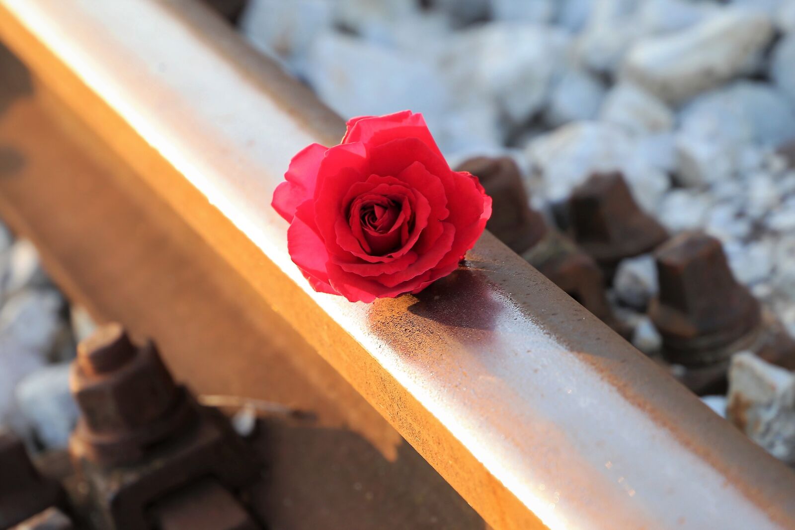 Canon EF 24-105mm F3.5-5.6 IS STM sample photo. Red rose, rail track photography