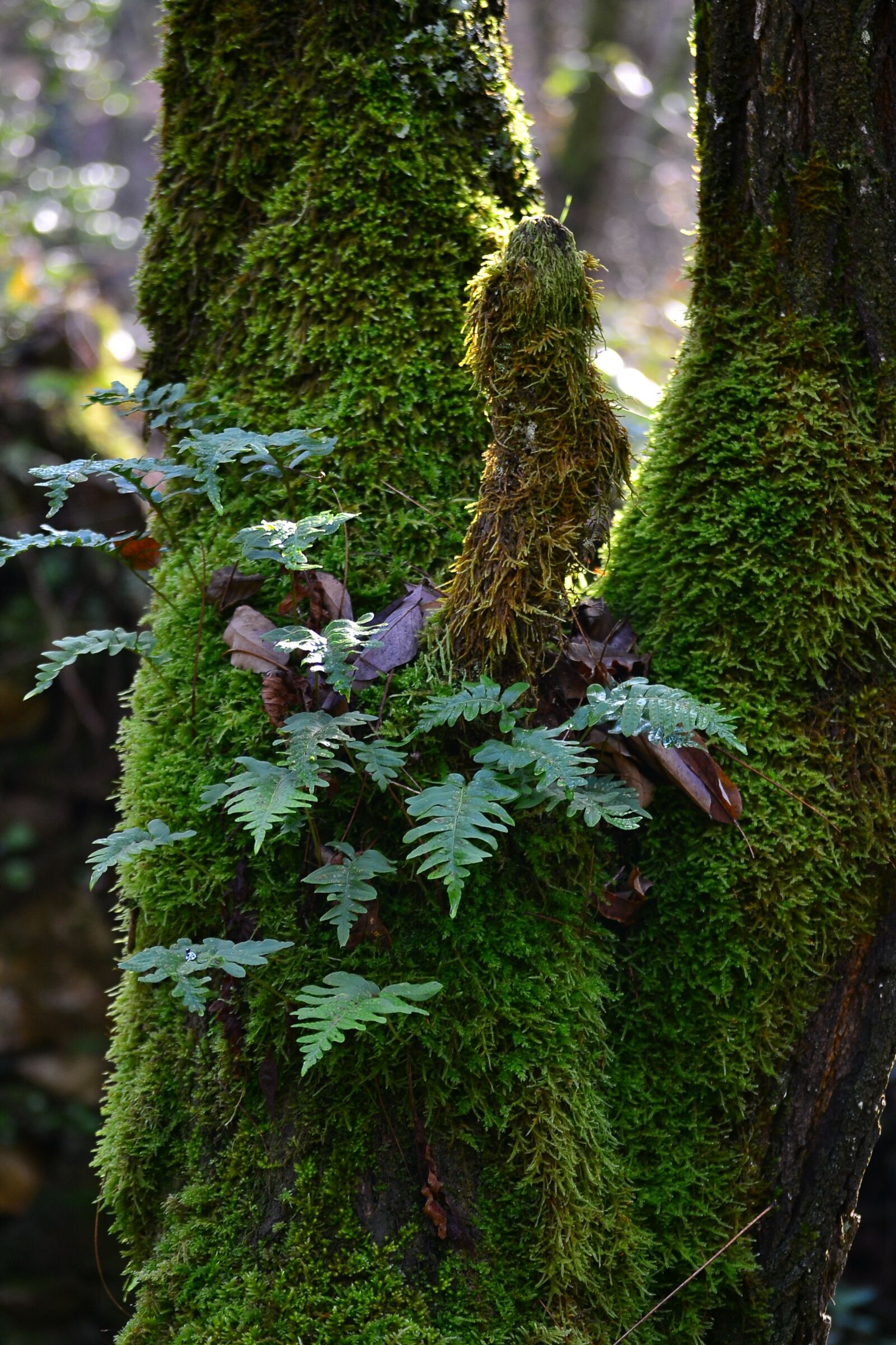 Nikon D3100 sample photo. Green, tree, moss photography
