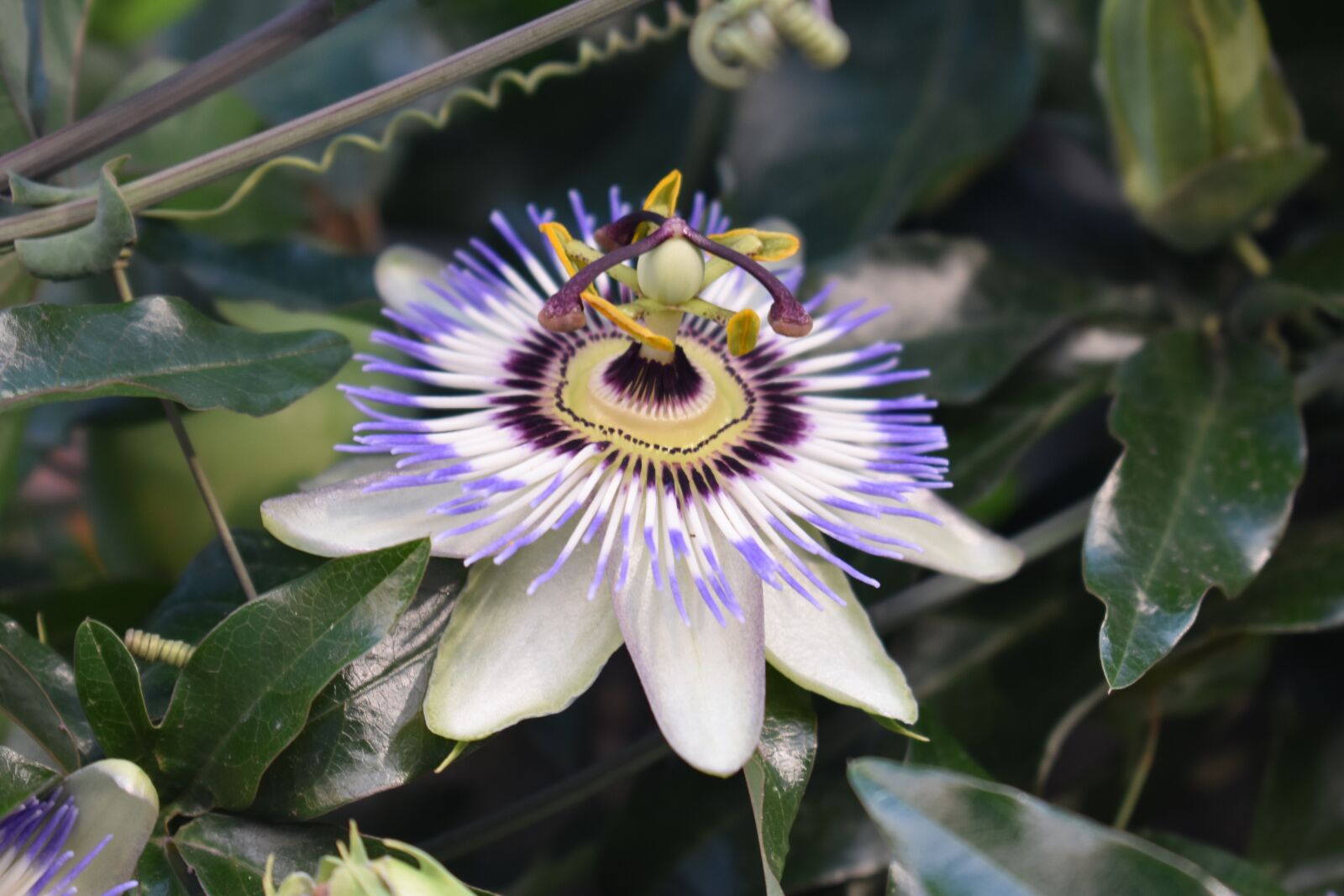 Nikon D3400 sample photo. Flower, south, unusual photography