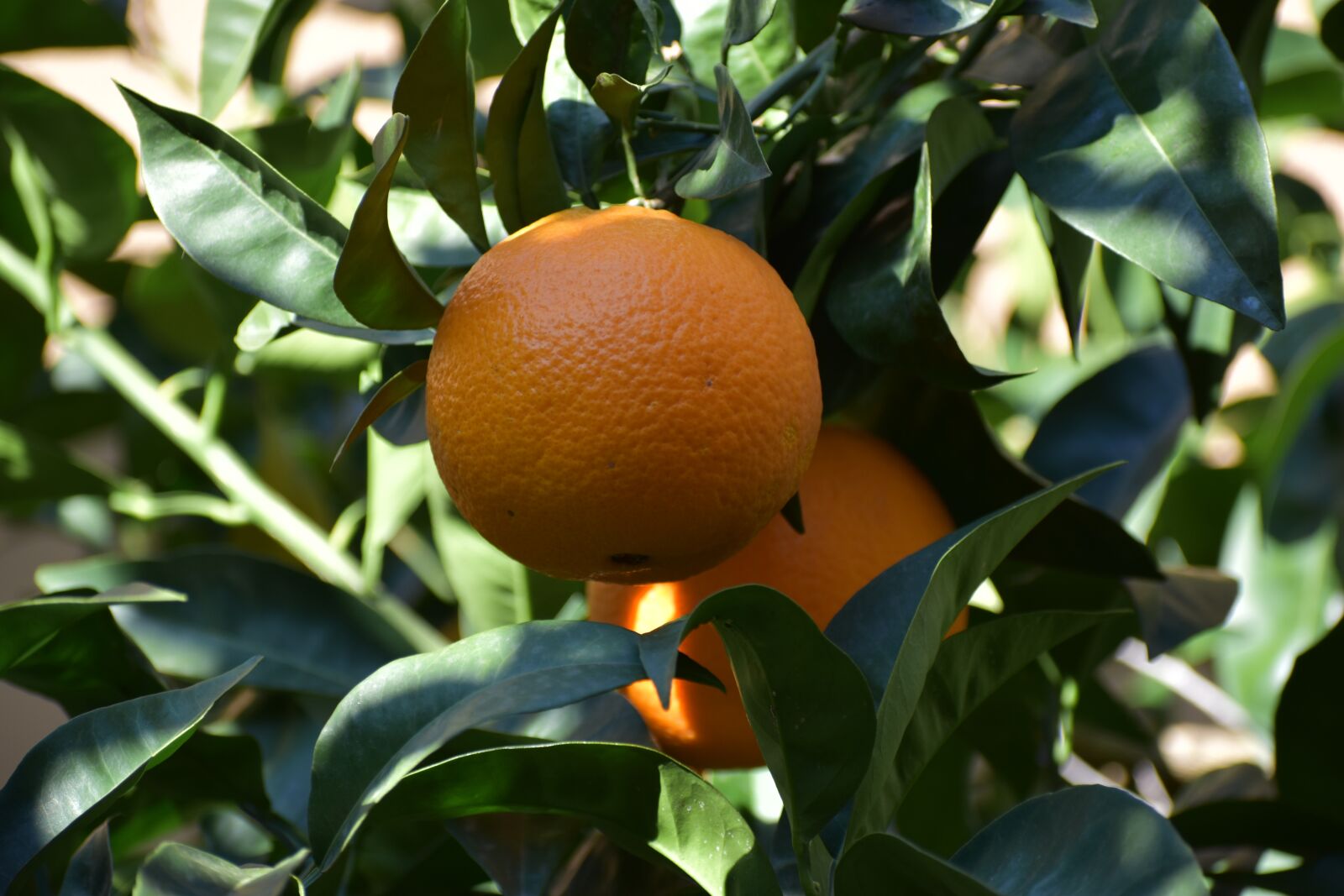 Nikon D5600 sample photo. Oranges, tree, citrus fruits photography