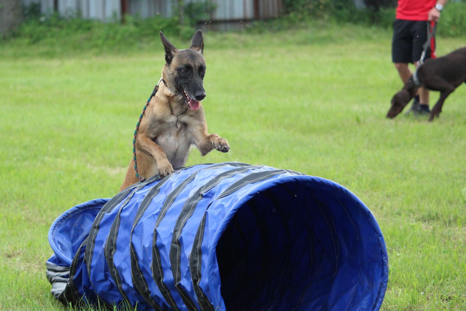 Canon EF-S 55-250mm F4-5.6 IS STM sample photo. Dog, the training ground photography