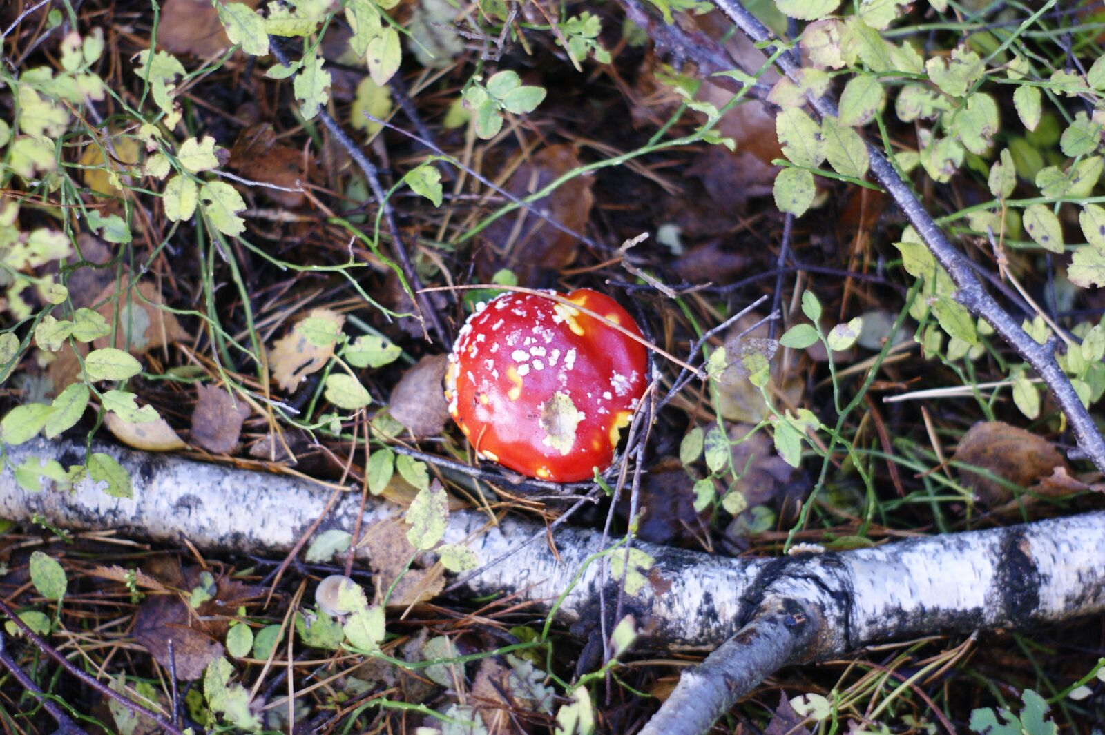 Sony Alpha DSLR-A290 sample photo. Toadstool, mushrooms, forest photography