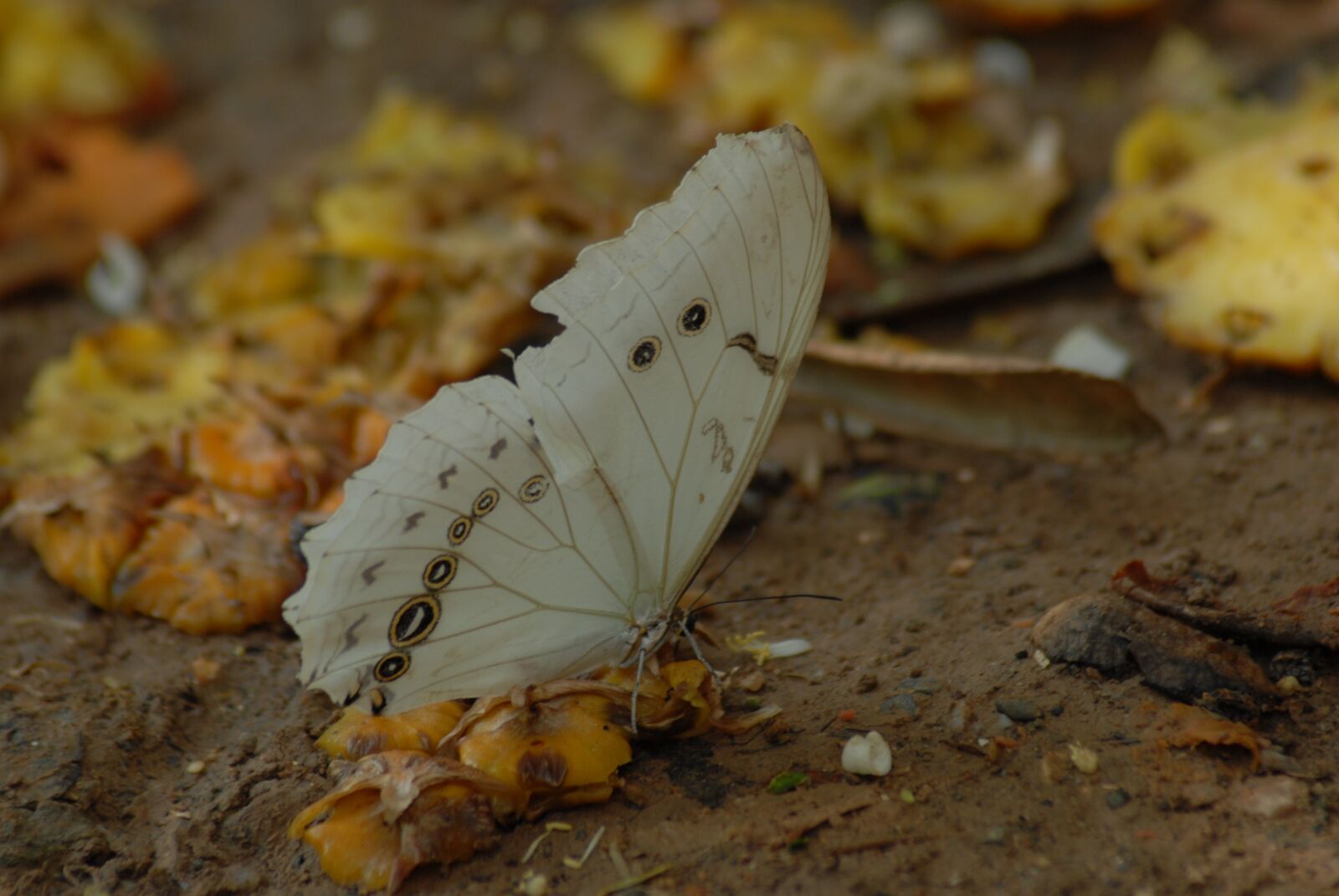 Nikon D200 sample photo. Butterfly, insect, garden photography