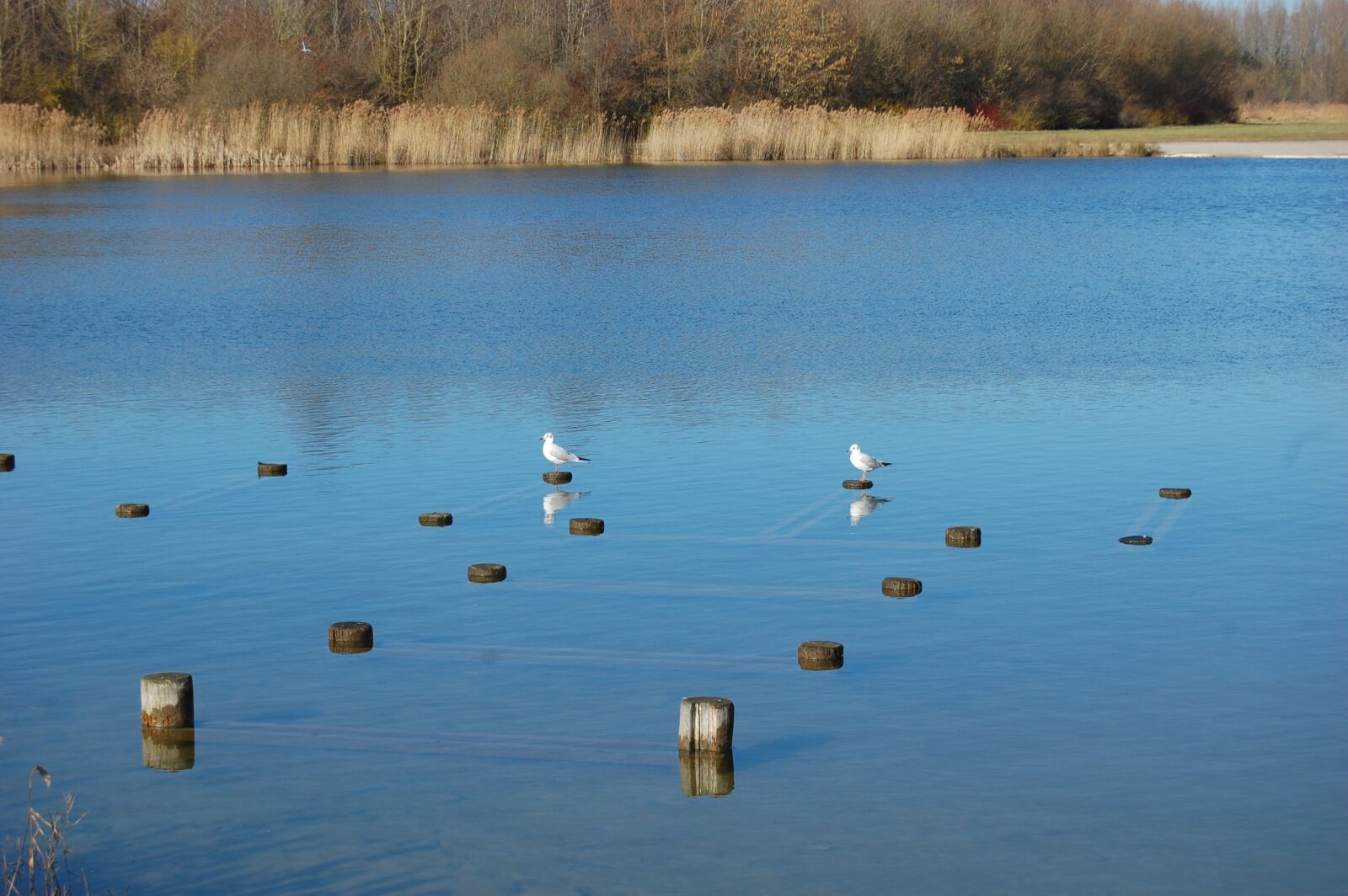 Nikon D40 sample photo. Lake, bird, seagull photography