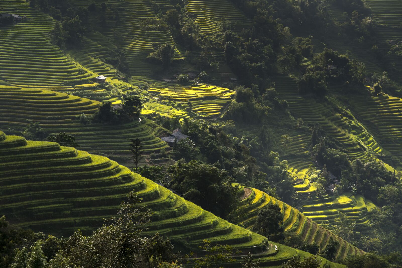 Sony a6500 + Sony Vario-Tessar T* E 16-70mm F4 ZA OSS sample photo. Vietnam, rice, rice field photography