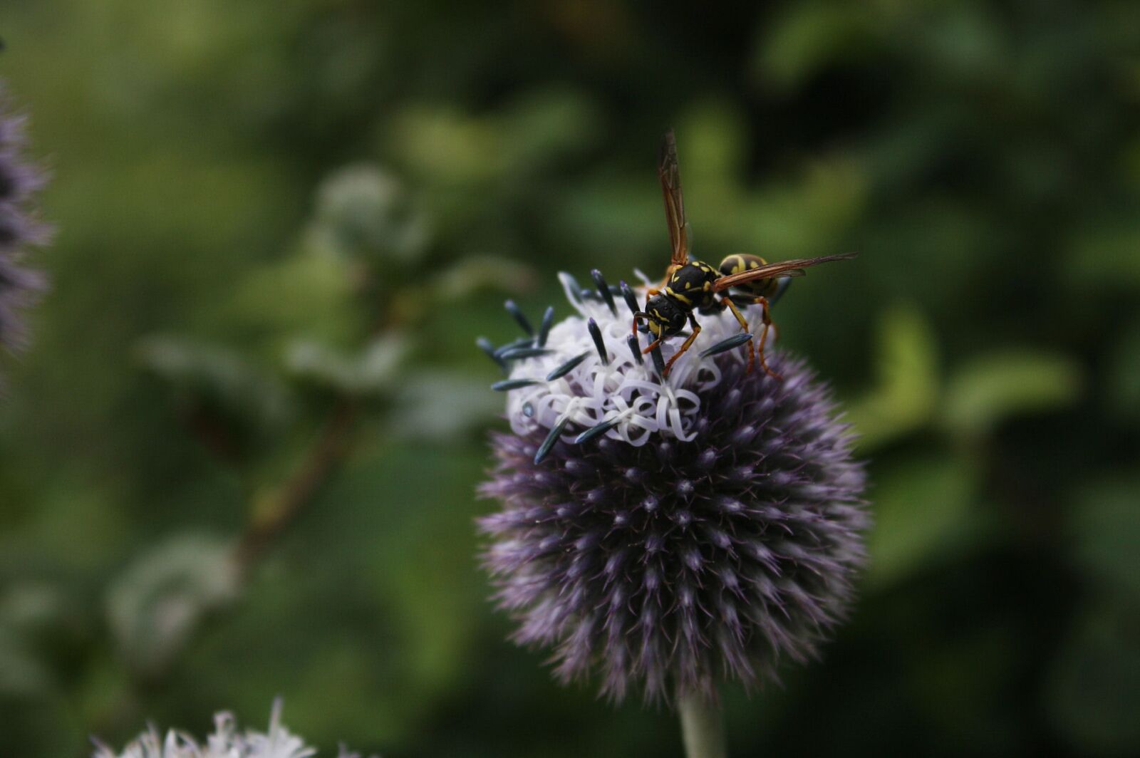 Canon EOS 40D sample photo. Wasp, insect, summer photography