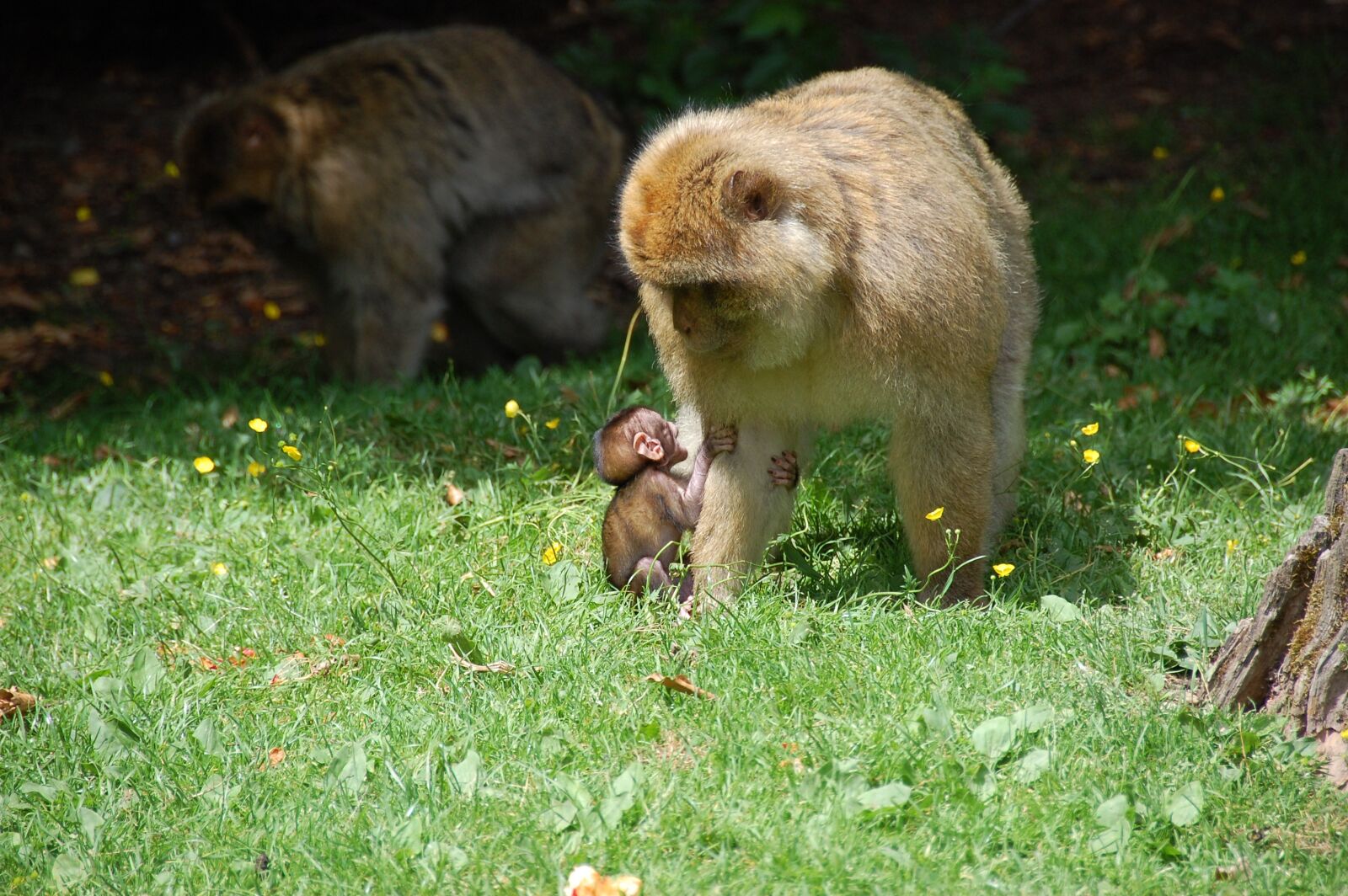 Nikon D40 sample photo. Monkey baby, monkey, berber photography