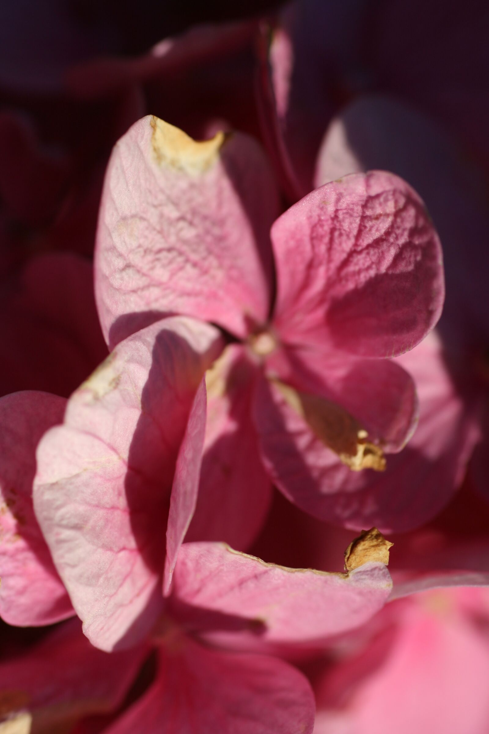 Canon EOS 350D (EOS Digital Rebel XT / EOS Kiss Digital N) sample photo. Hydrangea, flowers, petals photography
