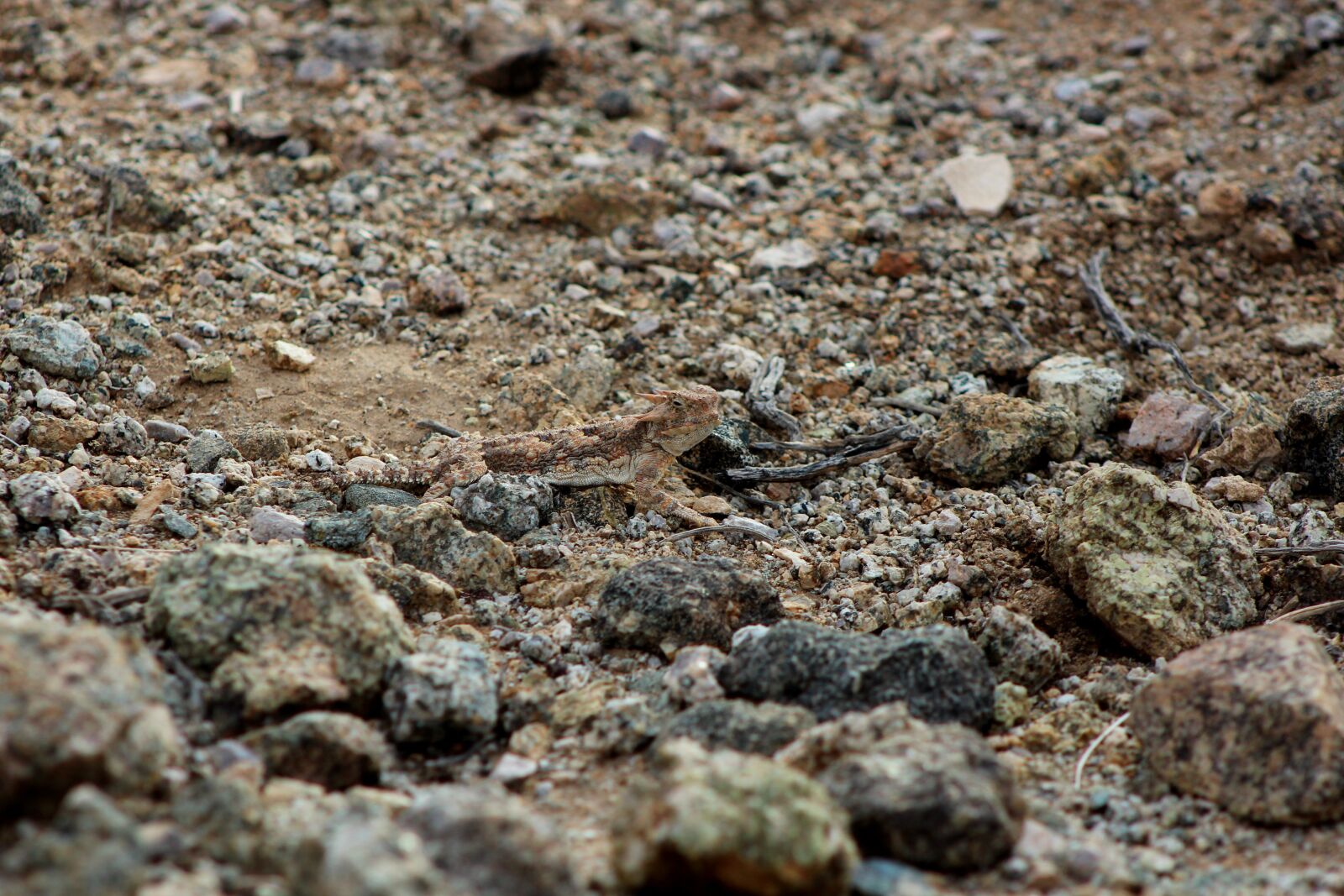 Canon EOS 600D (Rebel EOS T3i / EOS Kiss X5) sample photo. Lizard, camouflage, desert photography