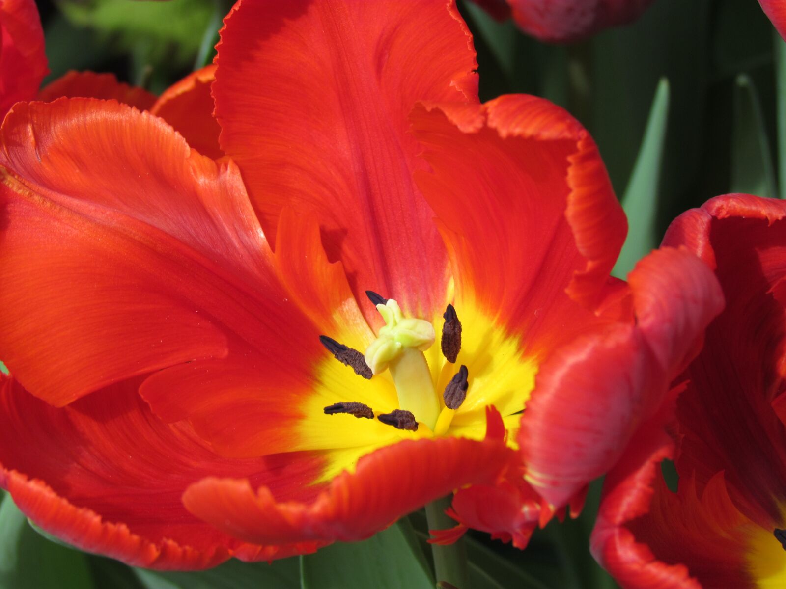 Canon PowerShot SX30 IS sample photo. Red tulip, tulip show photography