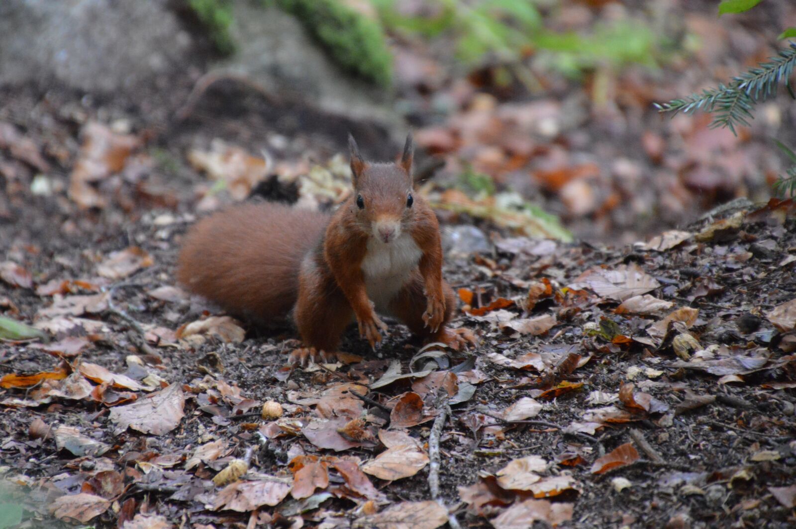 Nikon D3200 sample photo. Squirrel, forest, nature photography